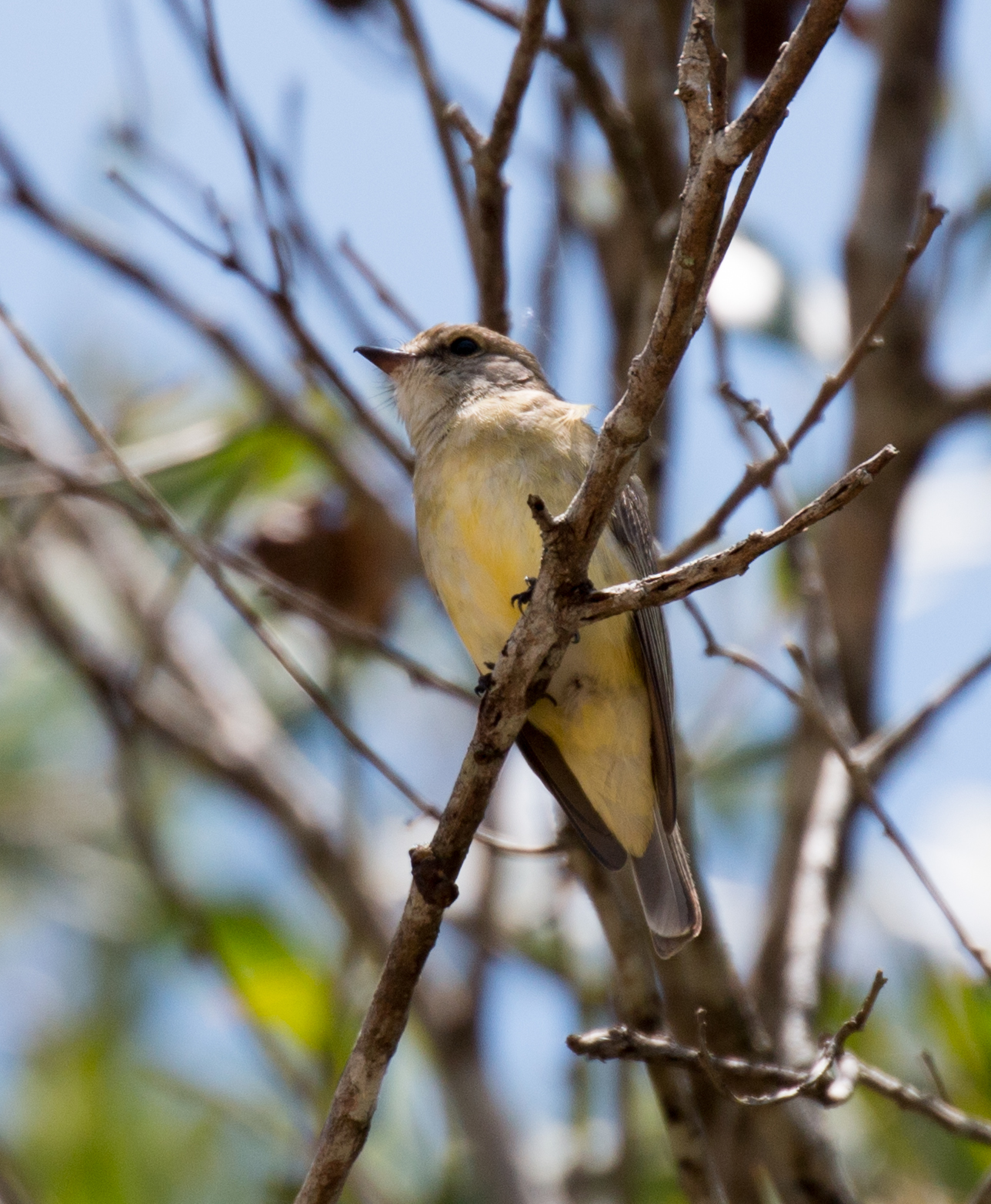 Lemon-bellied Flycatcher