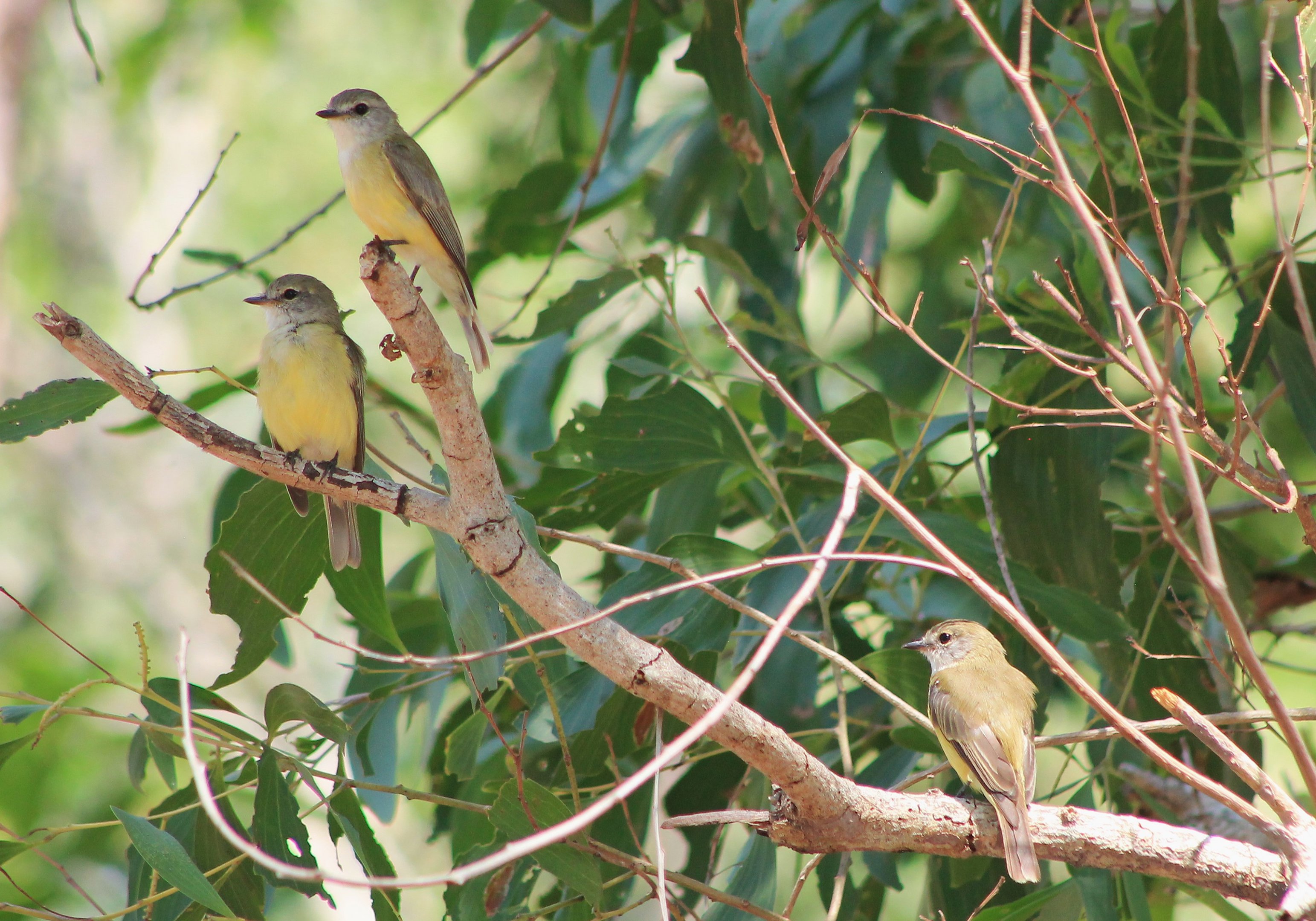 Lemon-bellied Flycatchers (Microeca flavigaster)