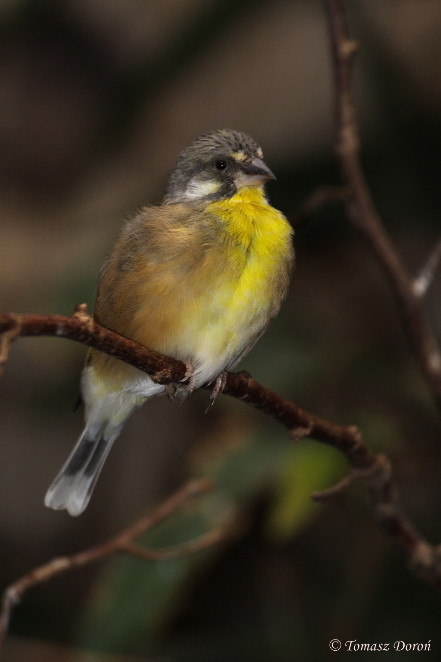 Lemon-breasted Canary (Serinus citrinipectus) male