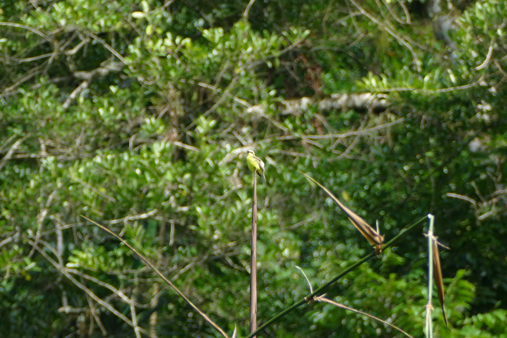 Lemon-browed Flycatcher