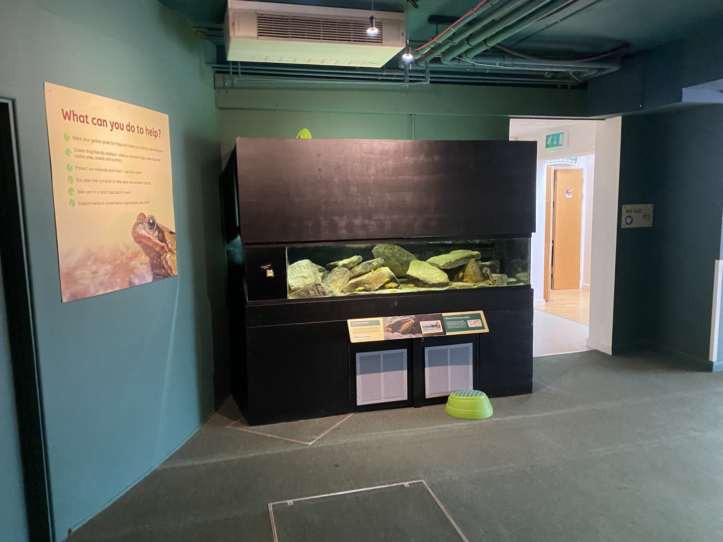 Lemon cichlid exhibit 290224