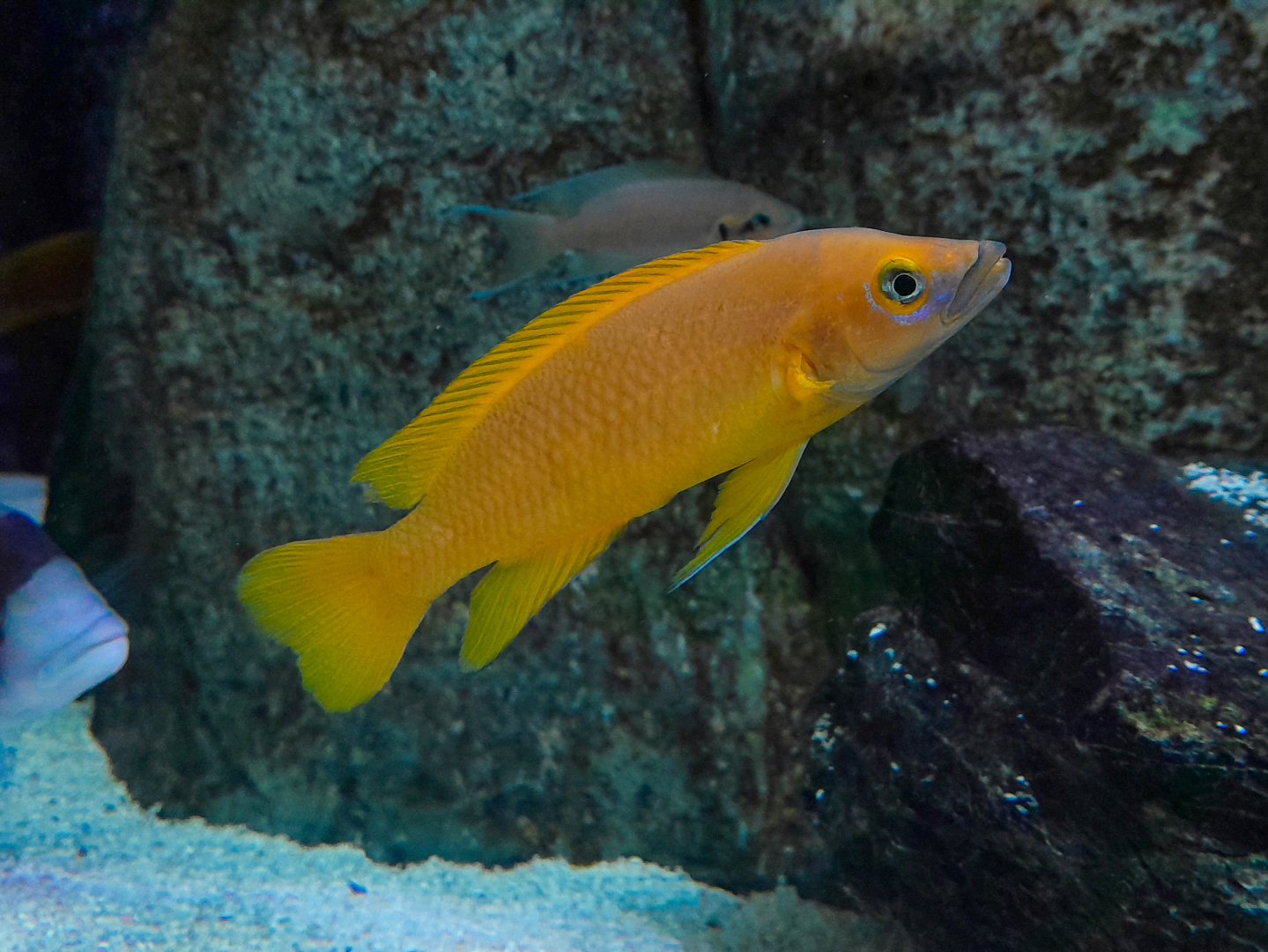 Lemon Cichlid (Neolamprologus leleupi)