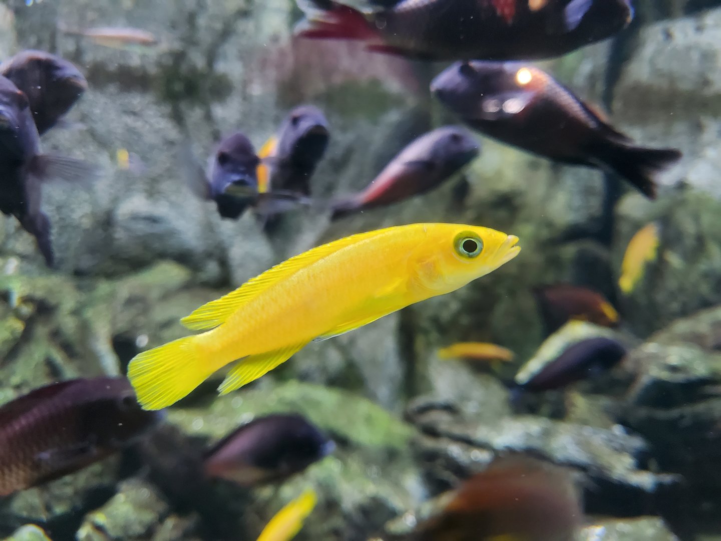 Lemon cichlid (neolamprologus lelupi)