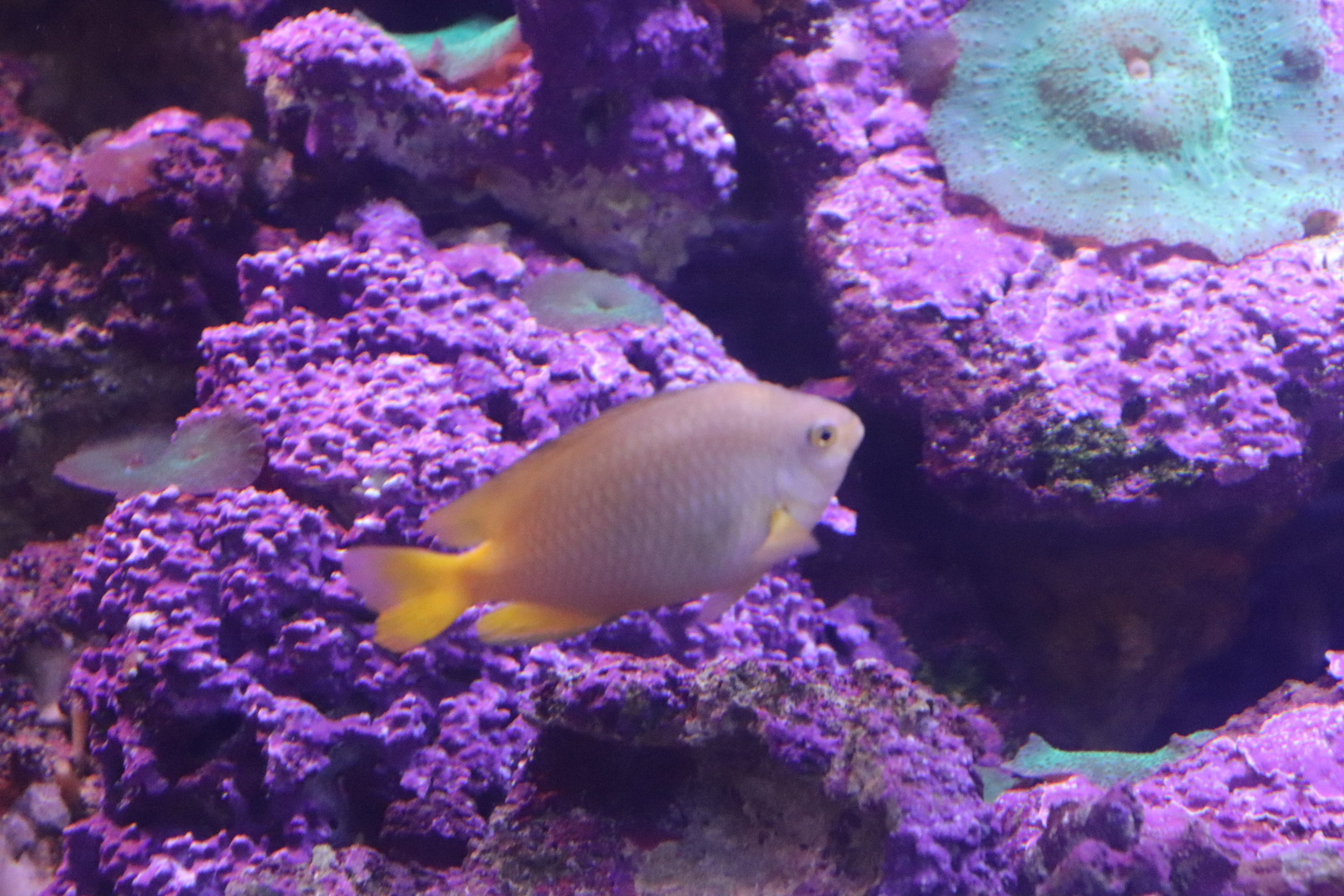 Lemon Damselfish (Pomacentrus moluccensis) - SEA LIFE Sydney
