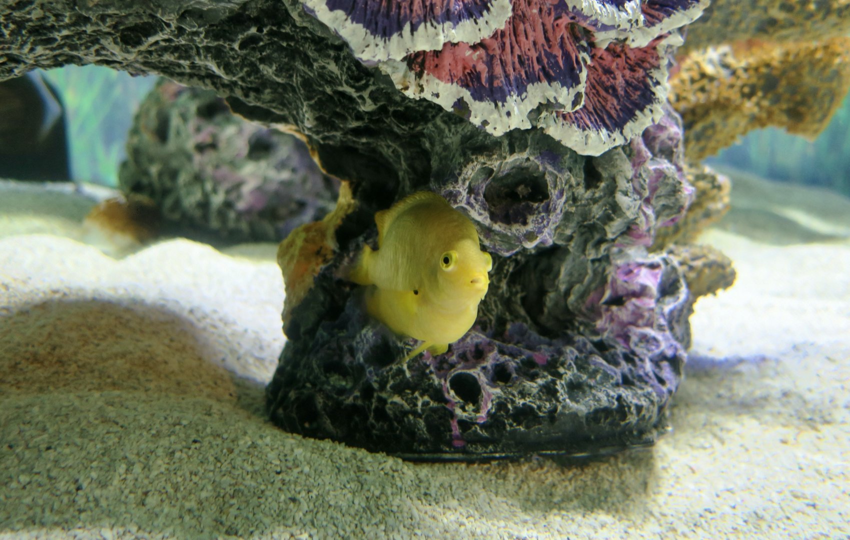 Lemon Damselfish (Pomacentrus moluccensis)