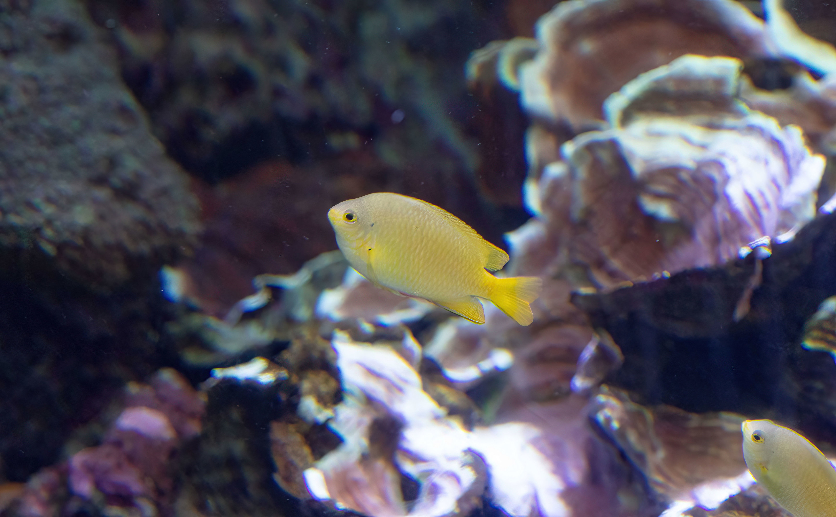 Lemon Damselfish