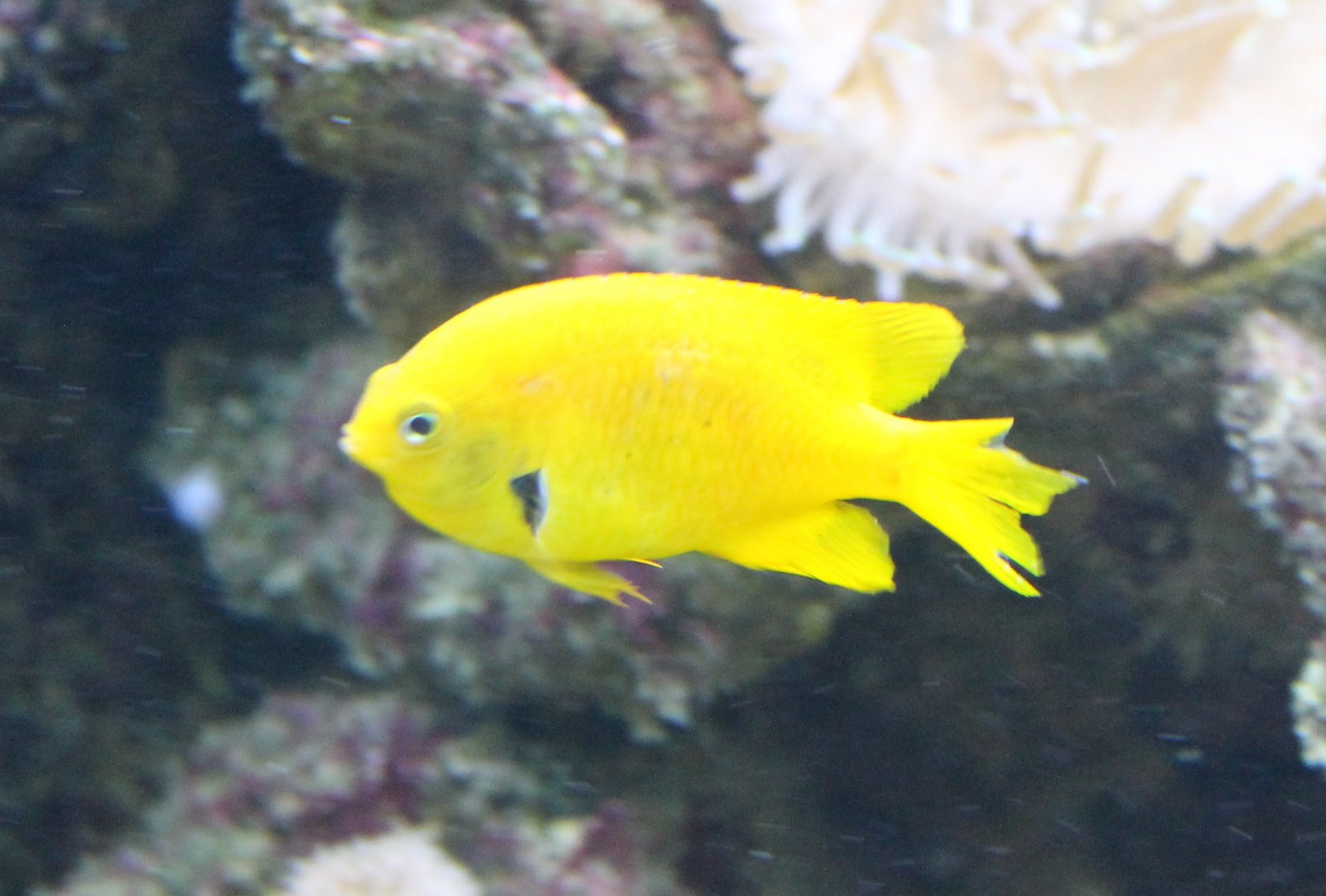 Lemon demoiselle - Pomacentrus moluccensis