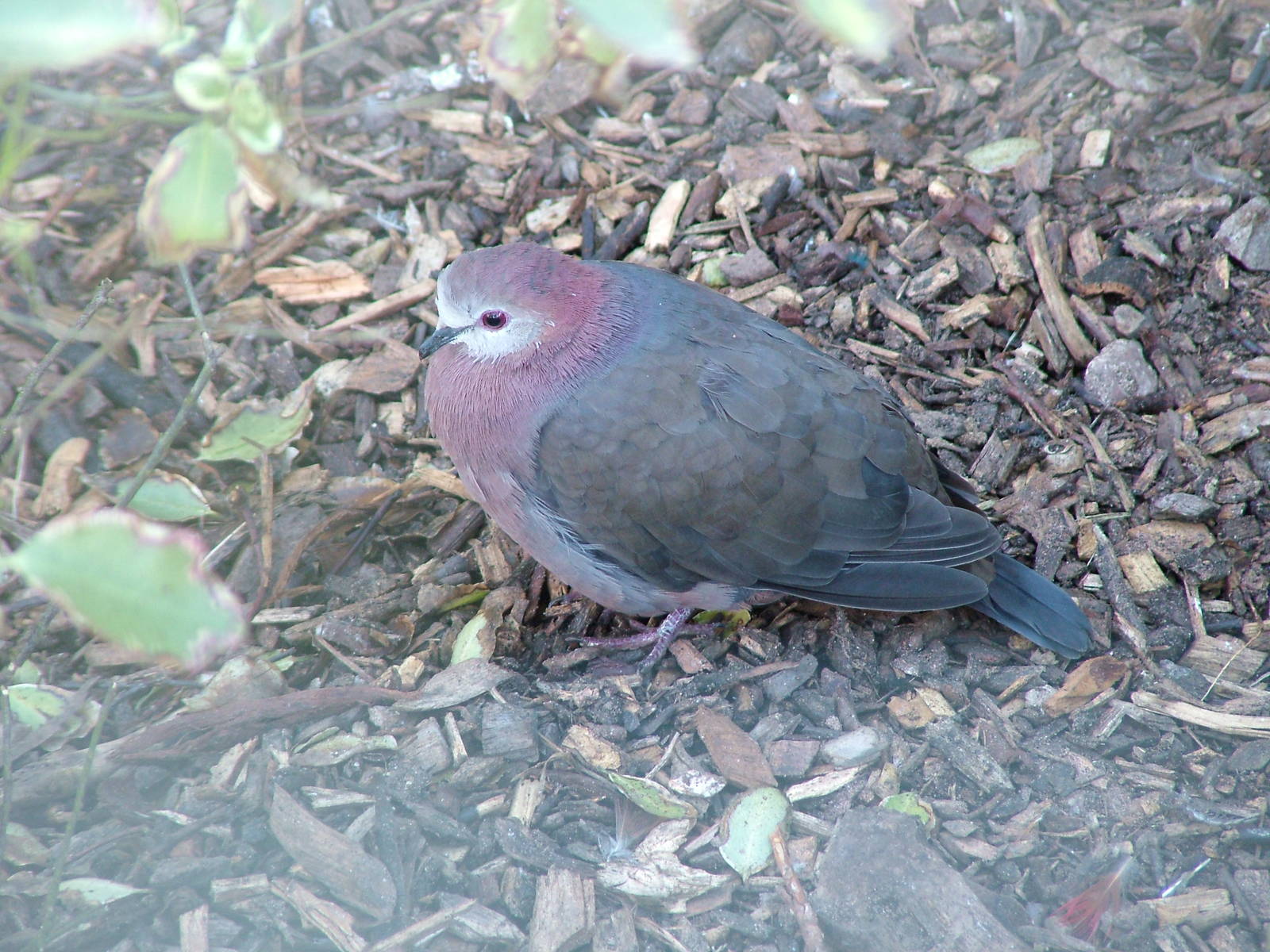 Lemon Dove at Blackbrook, 12/06/10