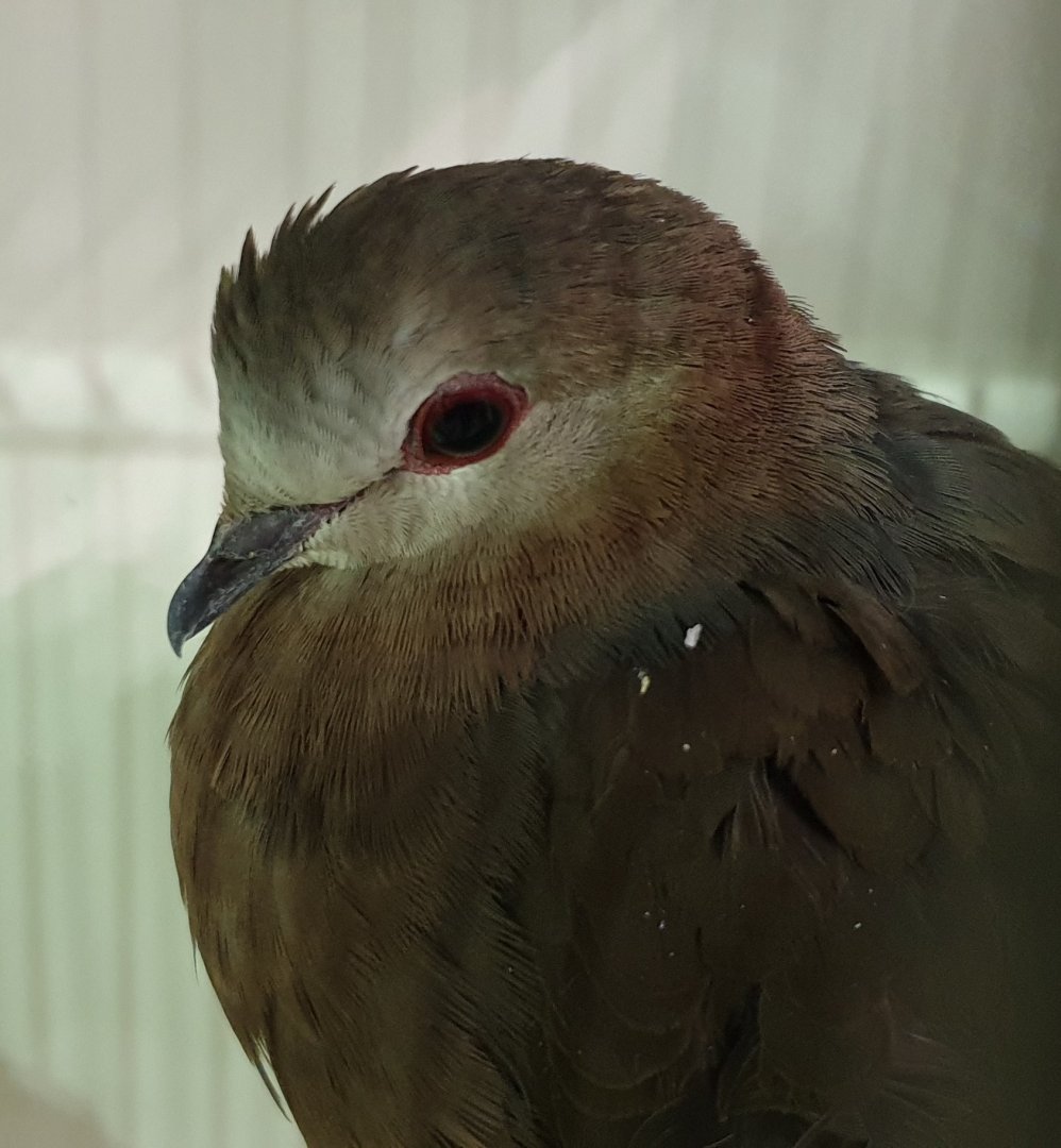 Lemon dove - Columba larvata