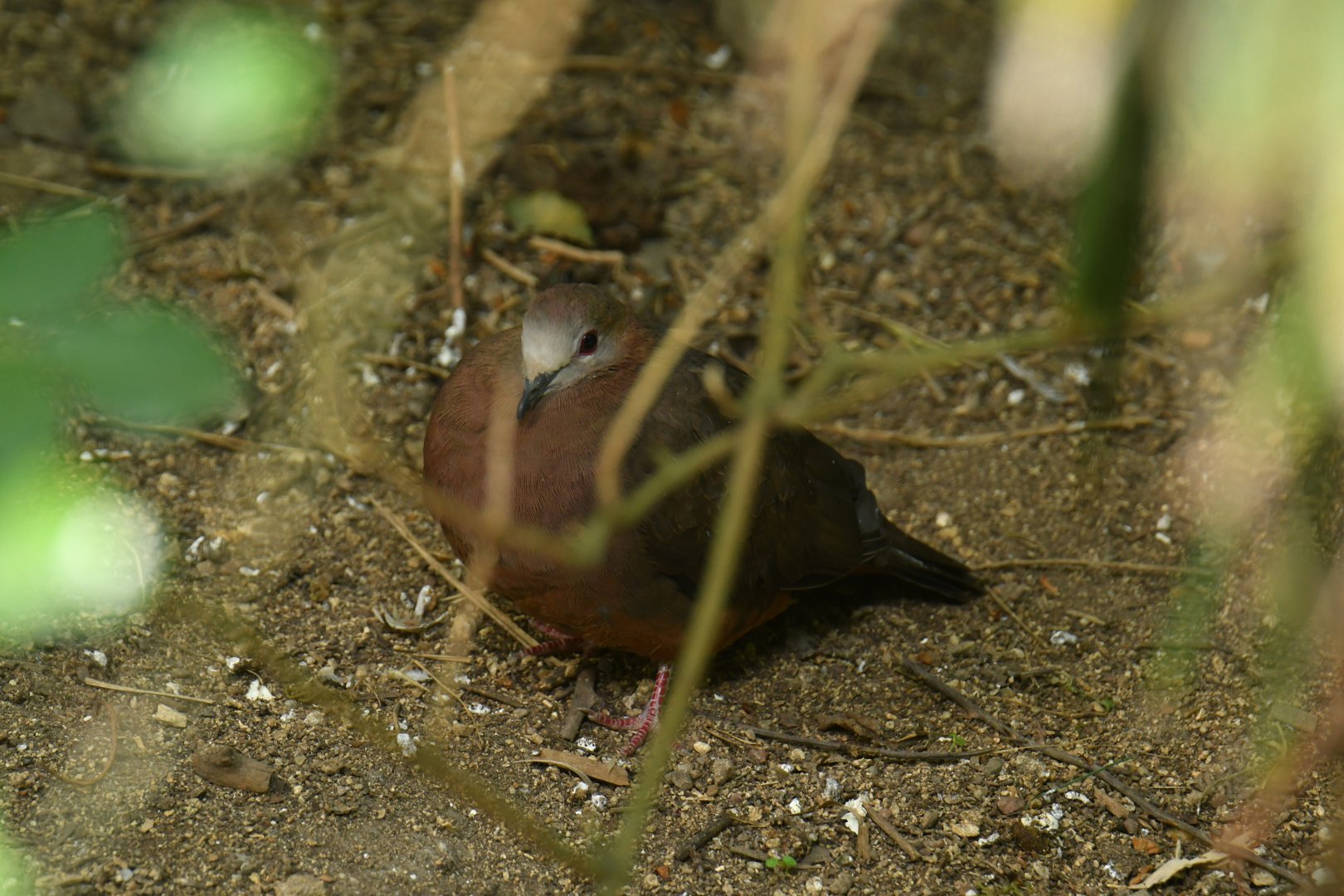 Lemon Dove (Columba larvata)