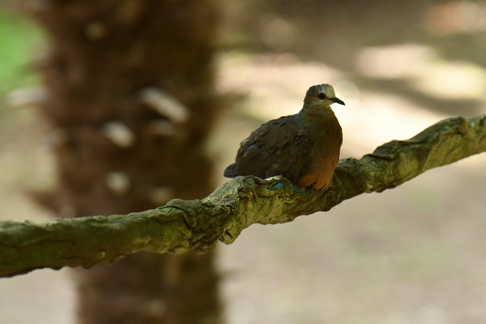 Lemon Dove (Columba larvata)