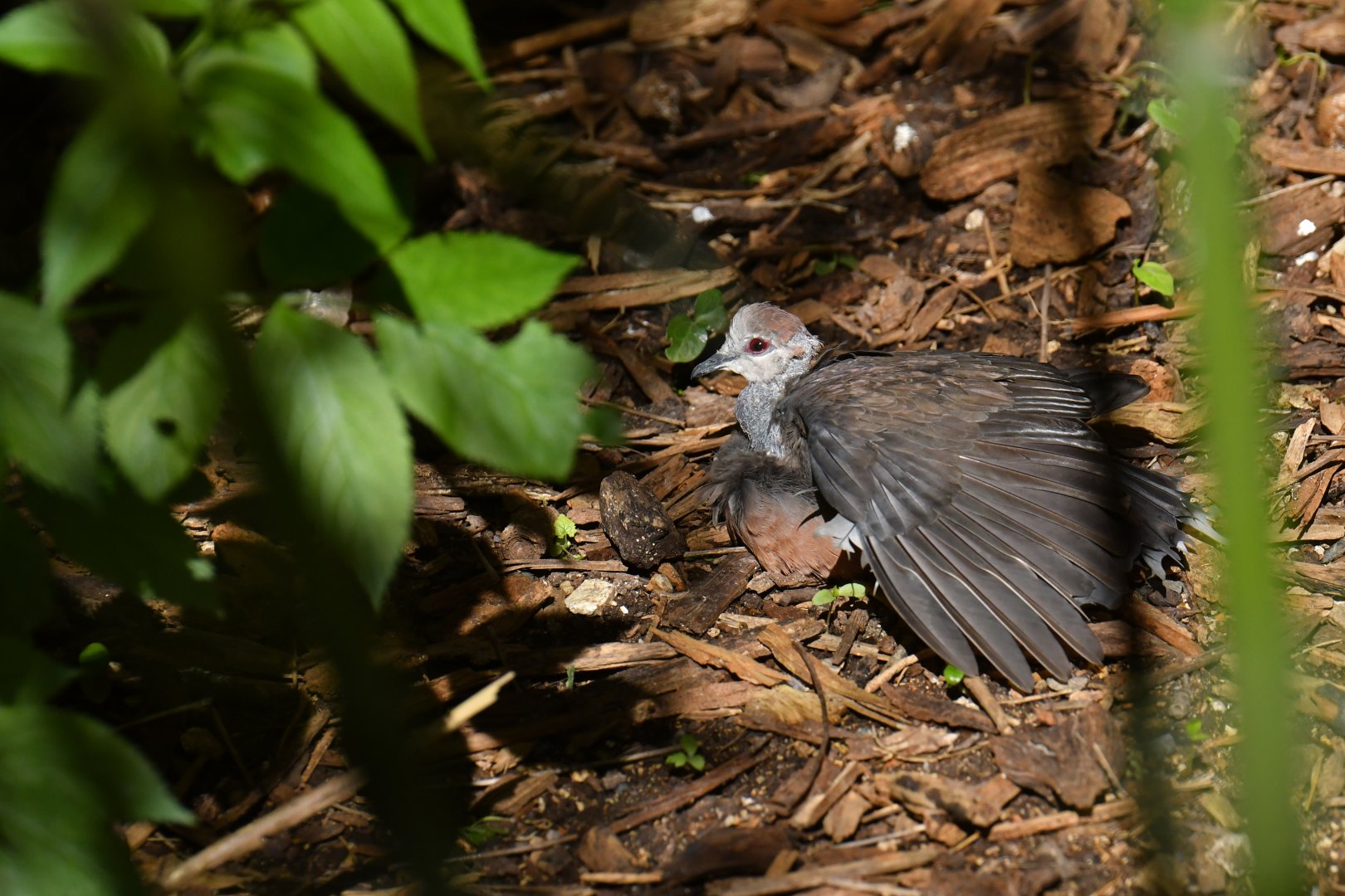 Lemon Dove (Columba larvata)