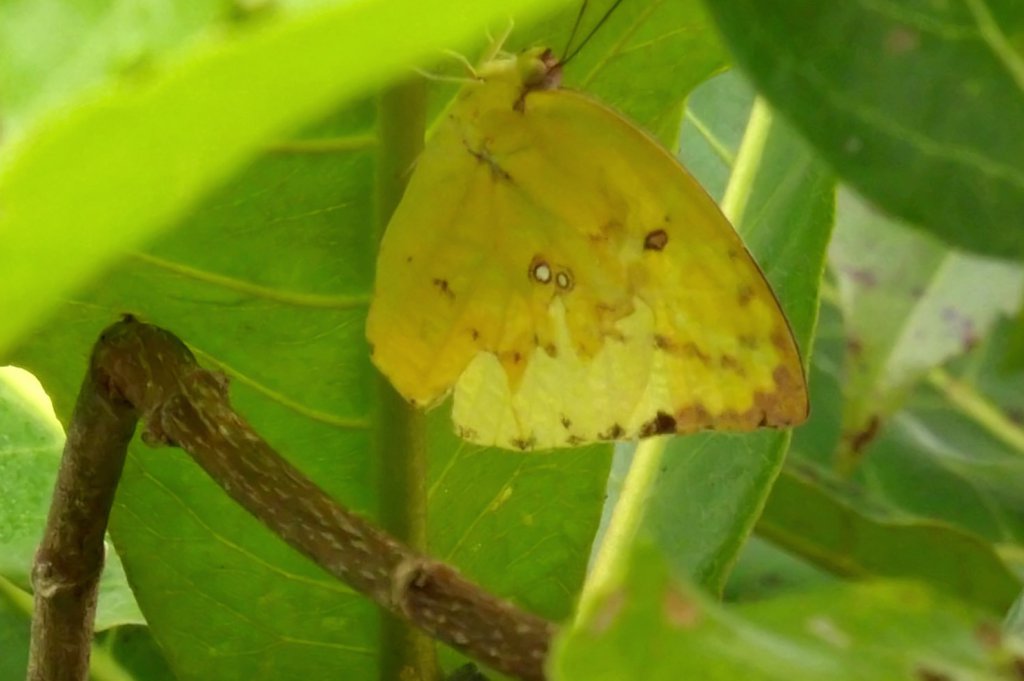 Lemon Emigrant
