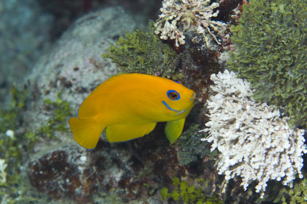 Lemon Peel Angelfish (Centropyge flavissimus)