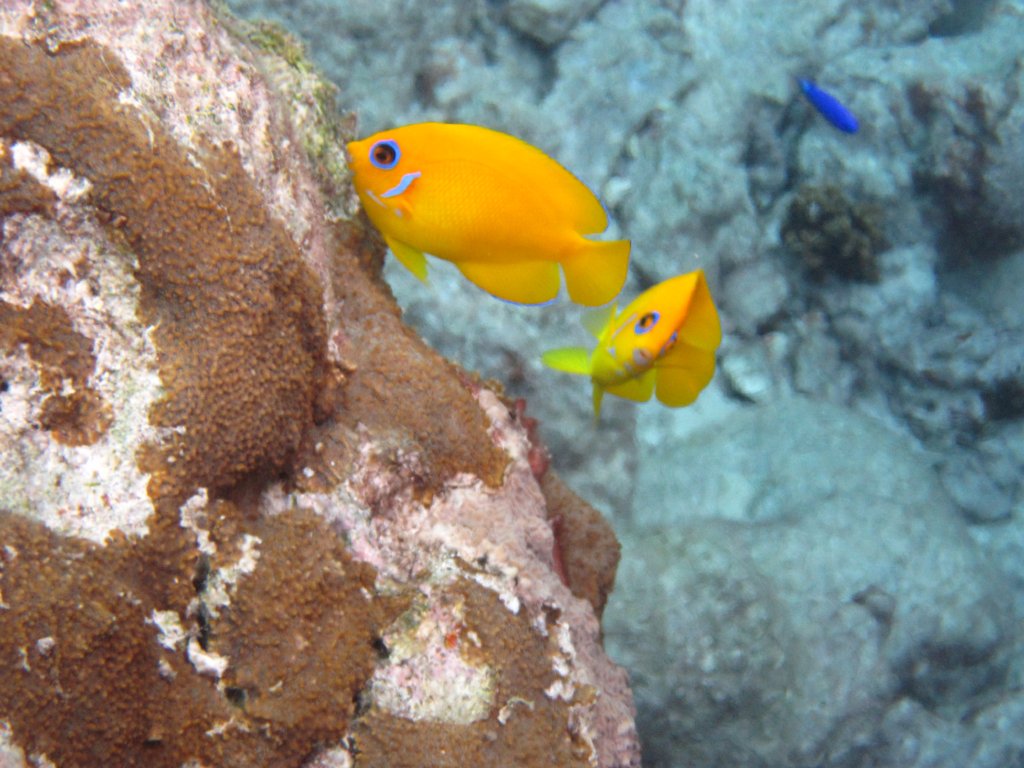 Lemon Peel Angelfish