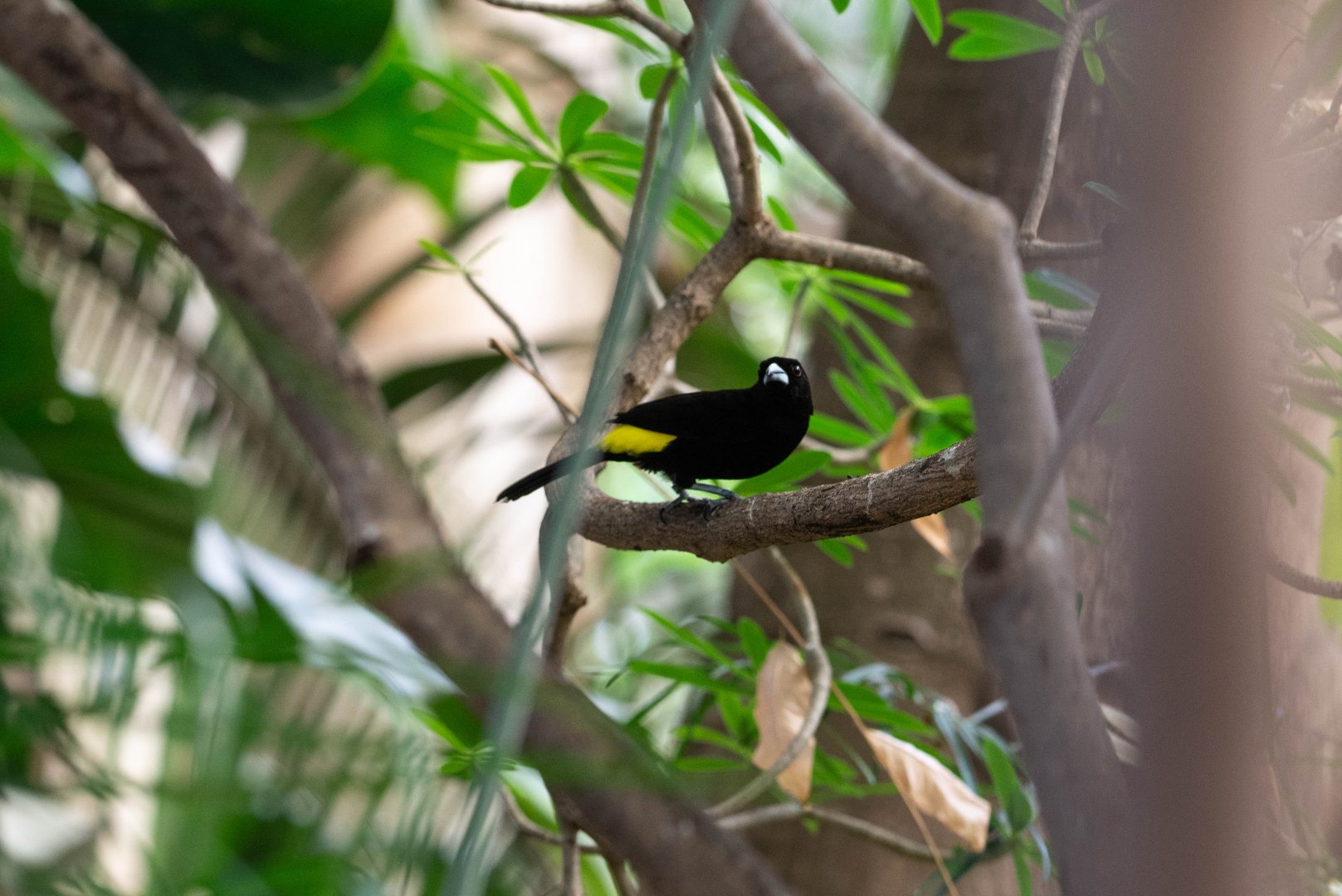 Lemon-rumped Tanager- (Ramphocelus icteronotus)