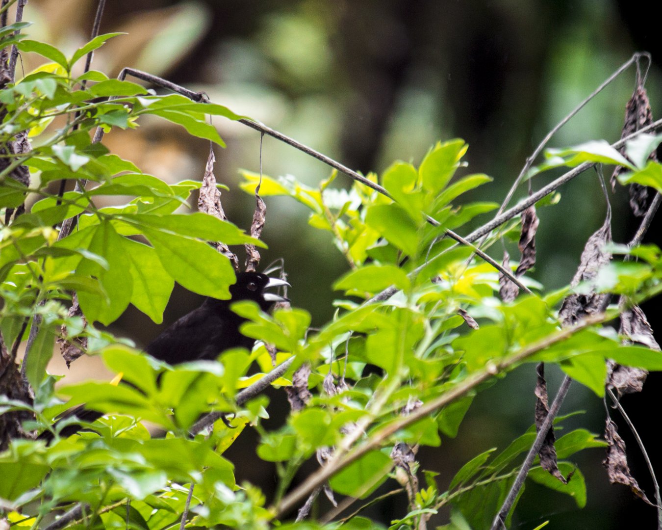 Lemon-rumped tanager, Ramphocelus icteronotus