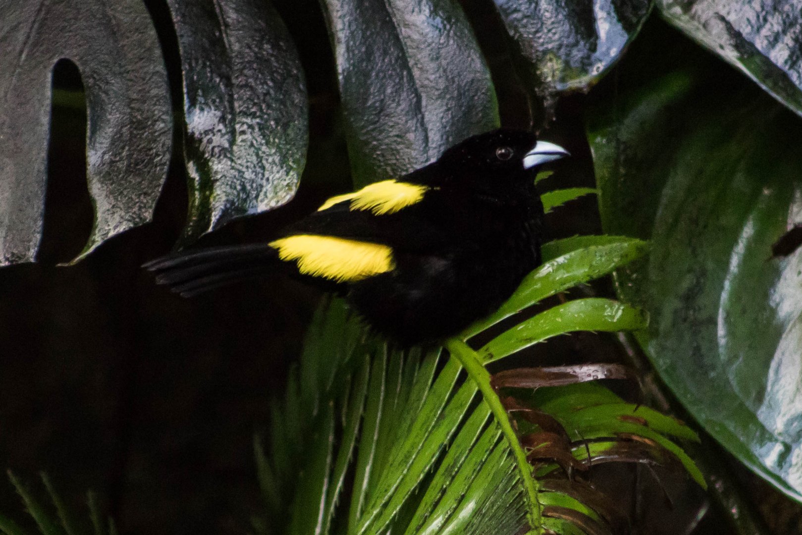 Lemon-rumped tanager
