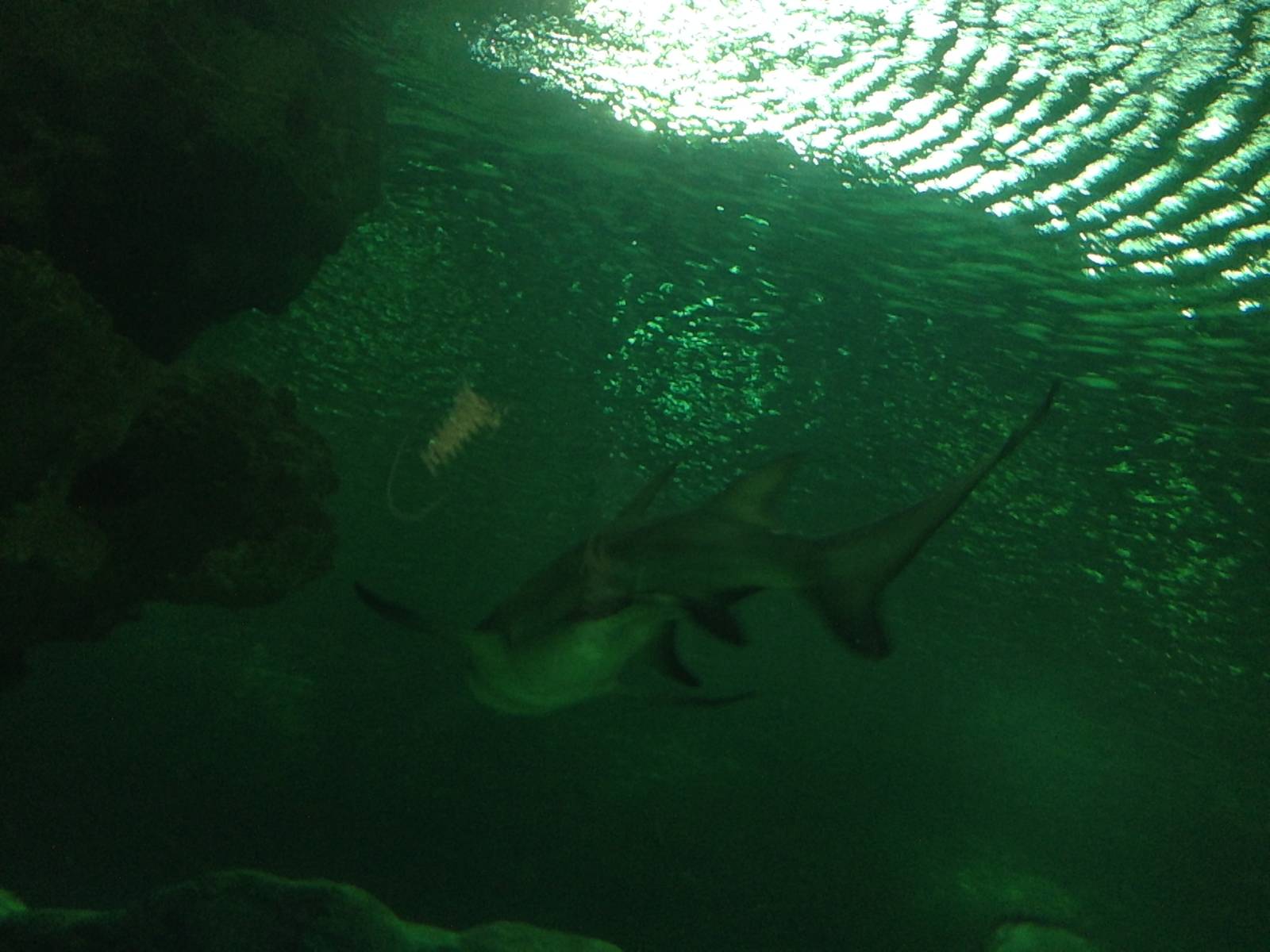 Lemon Shark at Blue Planet Aquarium - 05/10/2013