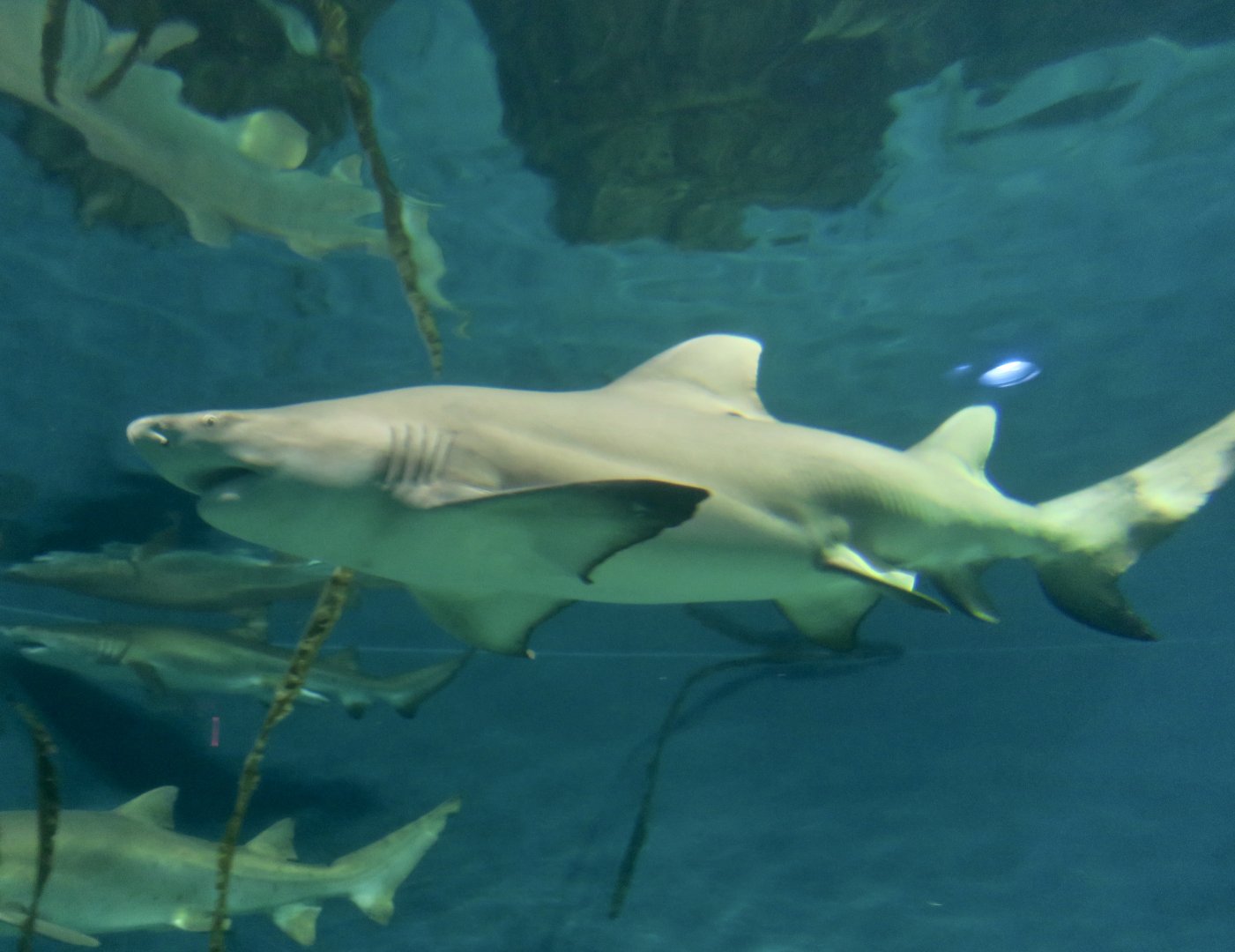 Lemon Shark (Negaprion brevirostris) side view