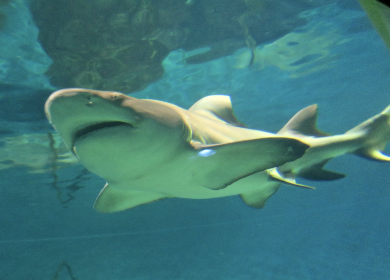 Lemon Shark (Negaprion brevirostris)