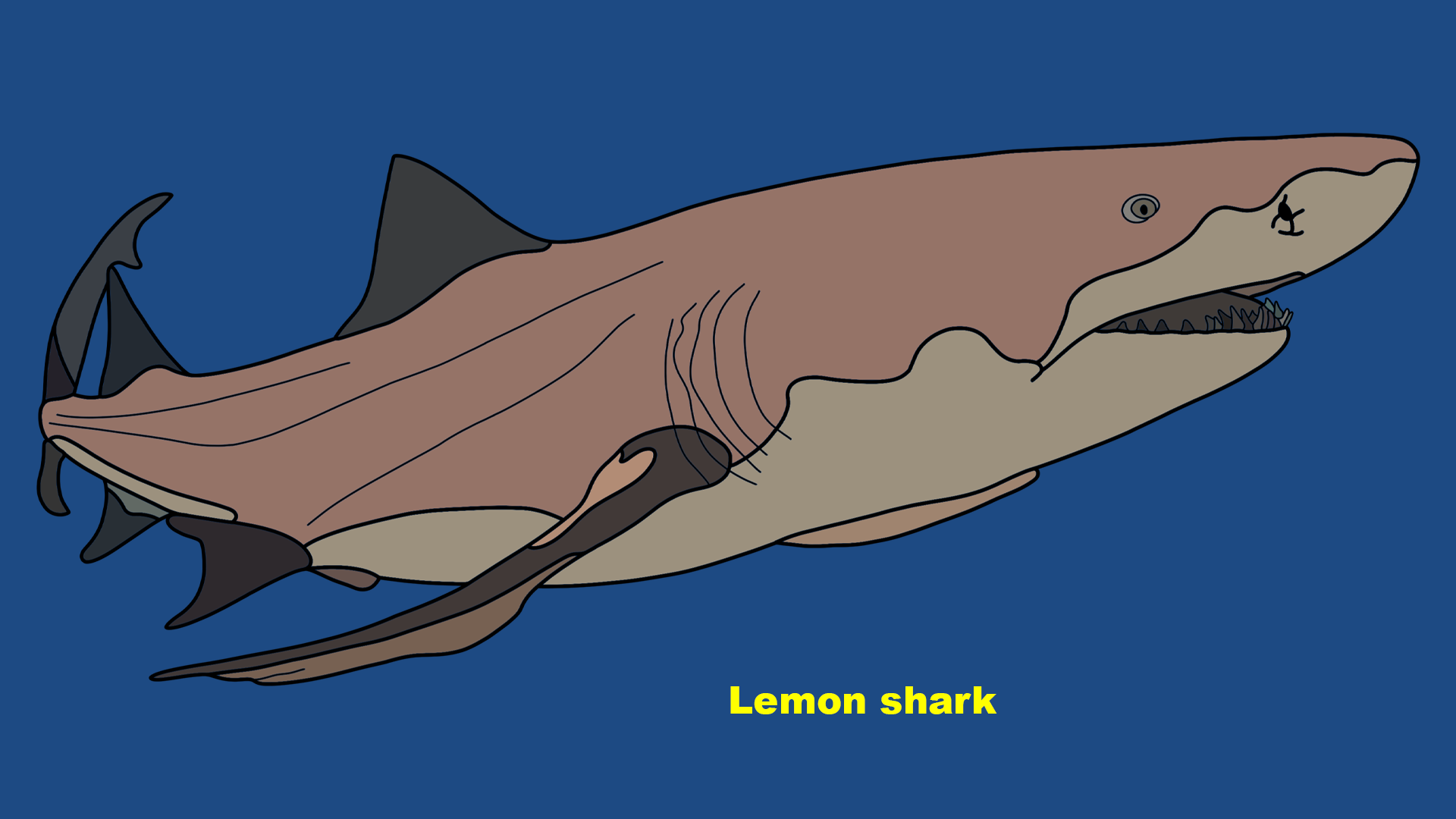 Lemon shark (Negaprion brevirostris)