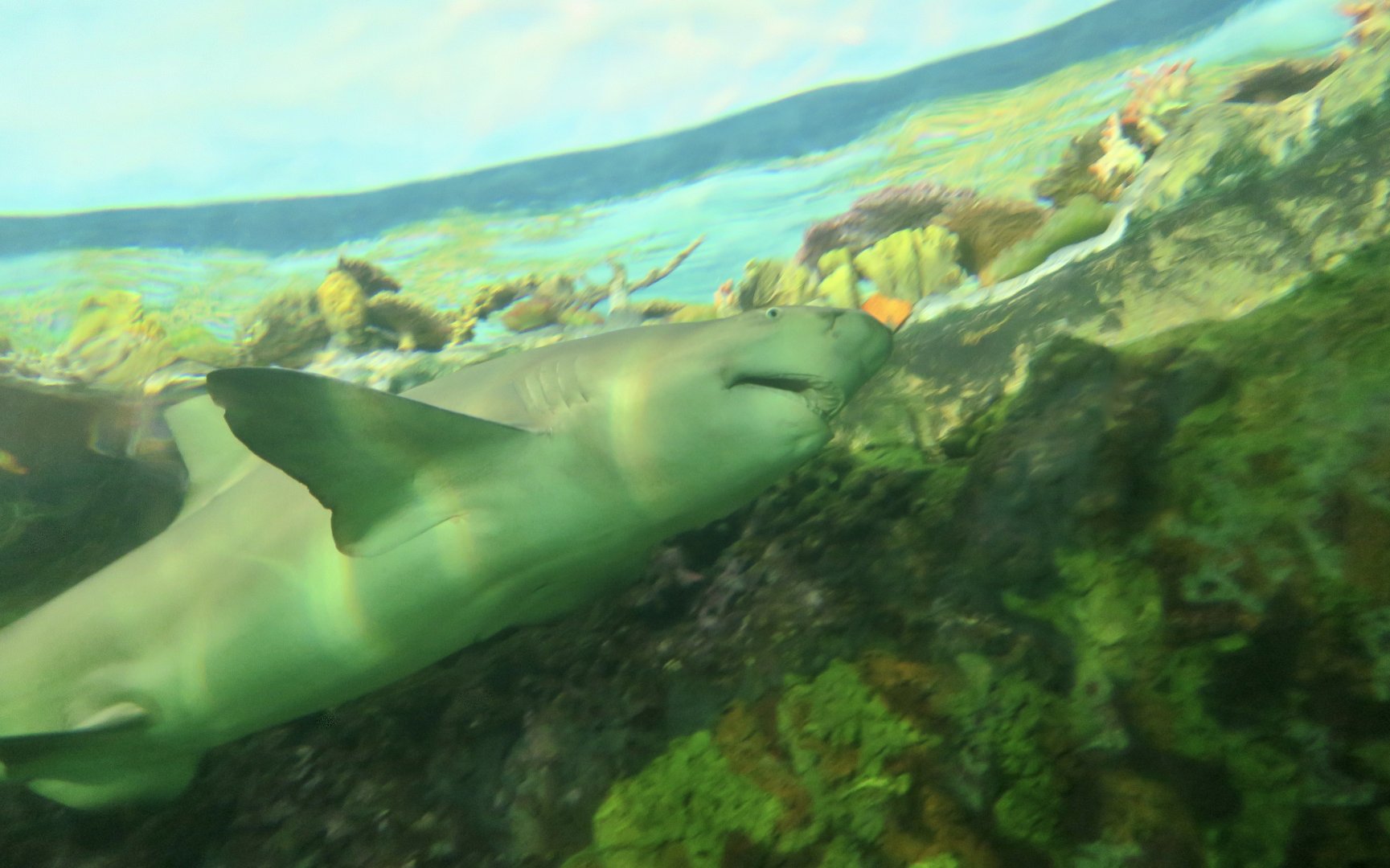 Lemon Shark (Negaprion brevirostris)