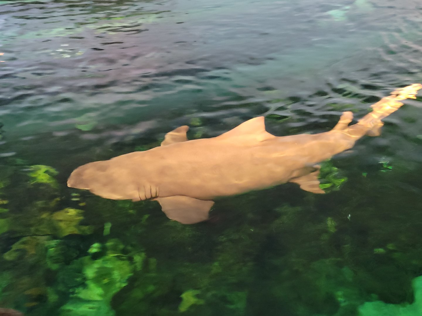 Lemon Shark(Negaprion brevirostris)