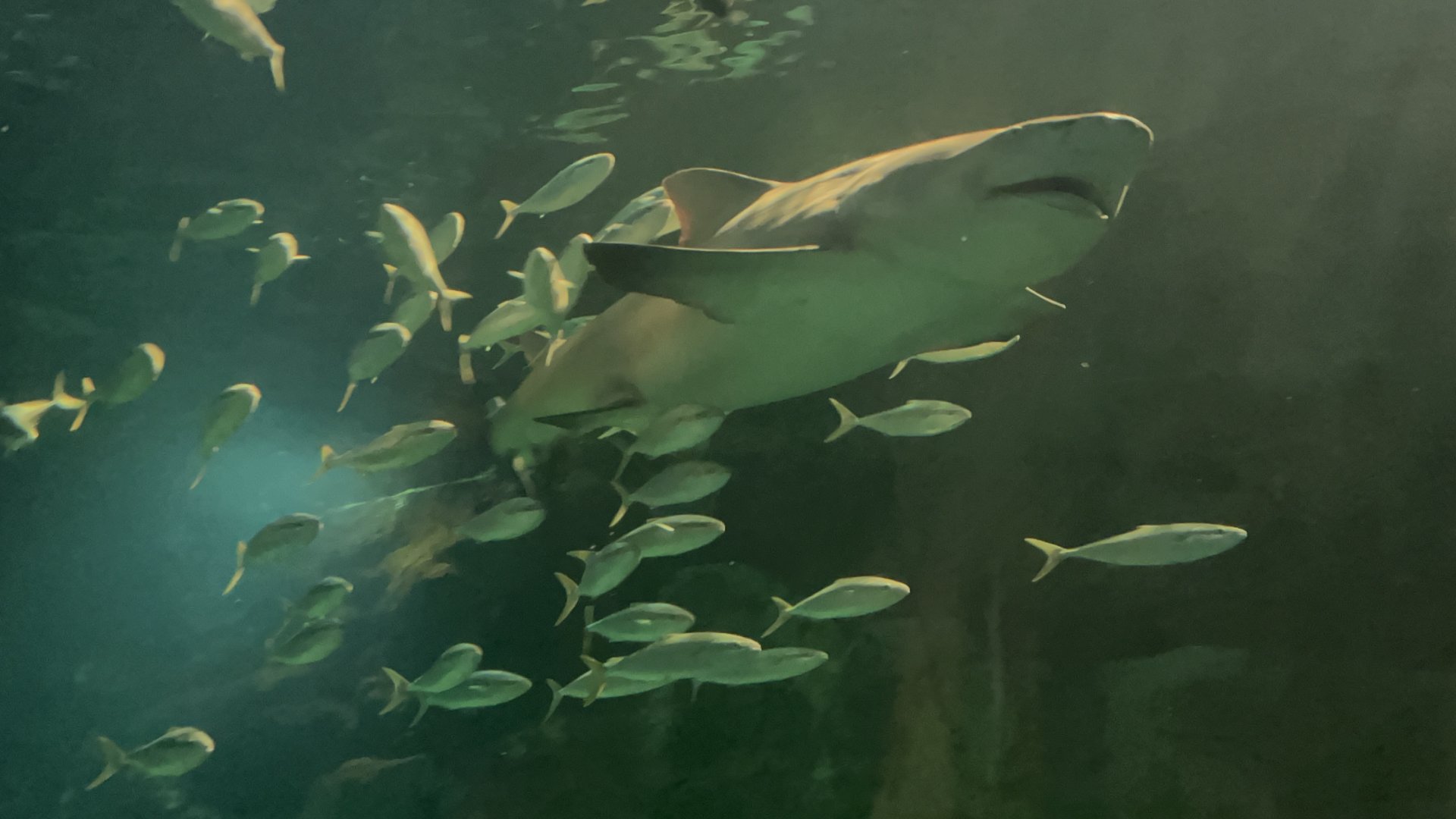 Lemon Shark