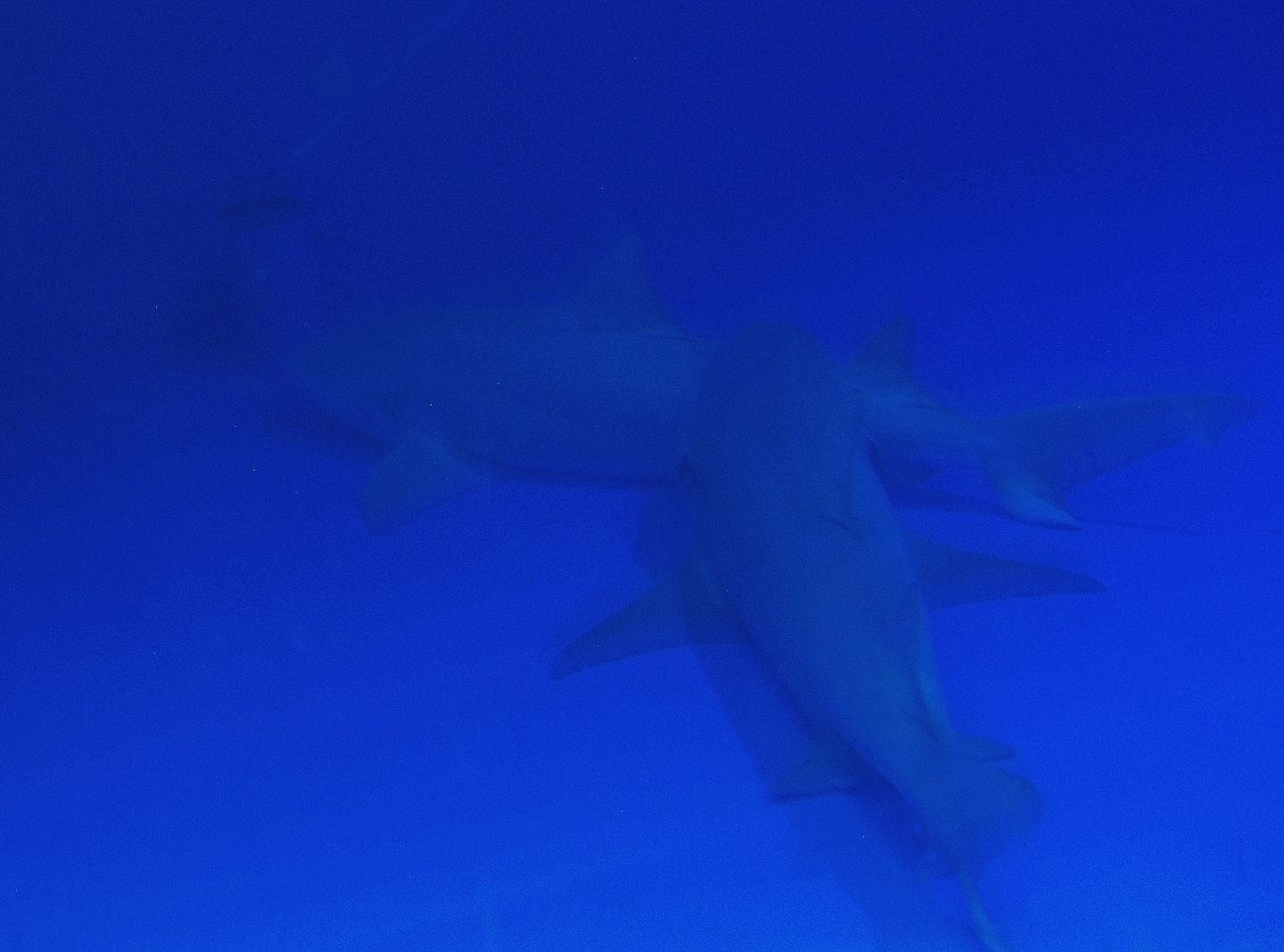 Lemon sharks (Negaprion brevirostris), 2006-07-08