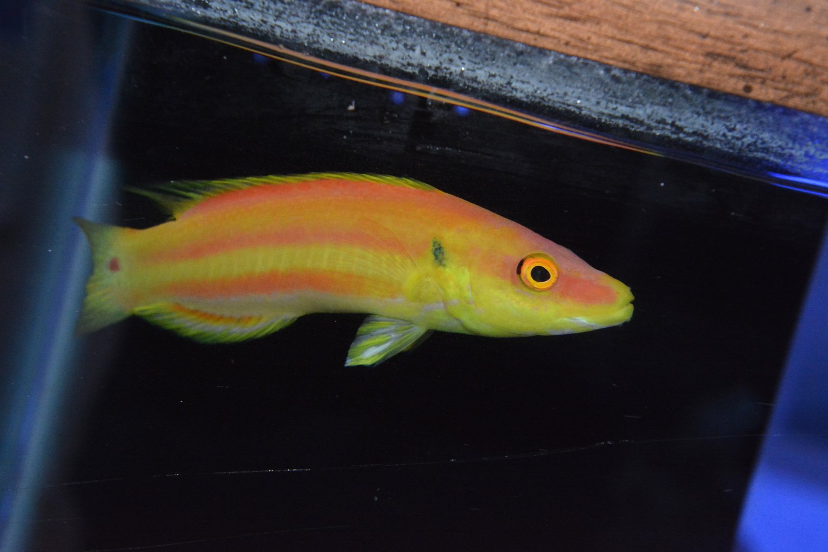 Lemon-striped pygmy hogfish (Bodianus bennetti)
