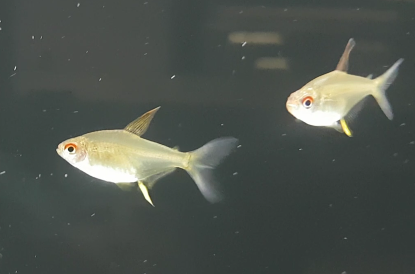 Lemon tetra - Hyphessobrycon pulchripinnis