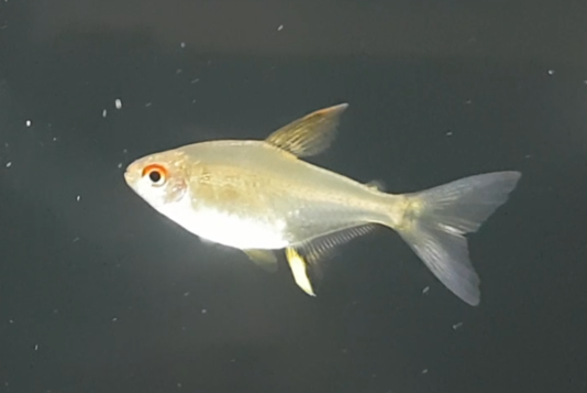 Lemon tetra - Hyphessobrycon pulchripinnis