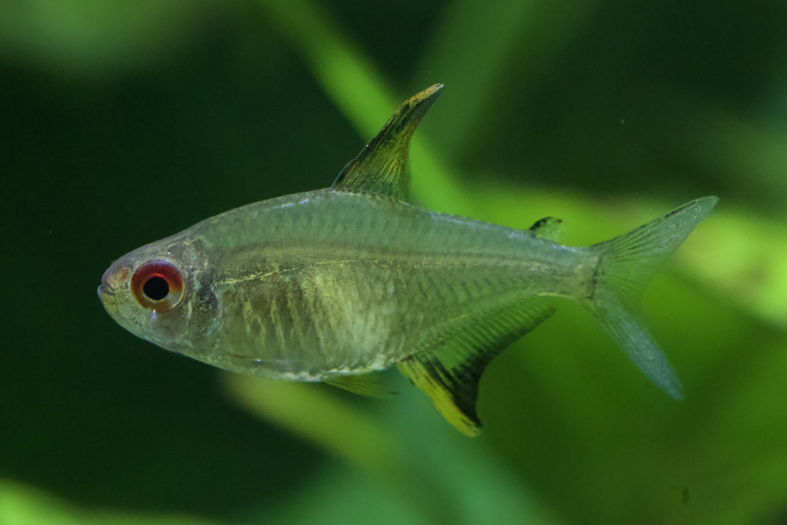 Lemon Tetra/ Hyphessobrycon pulchripinnis