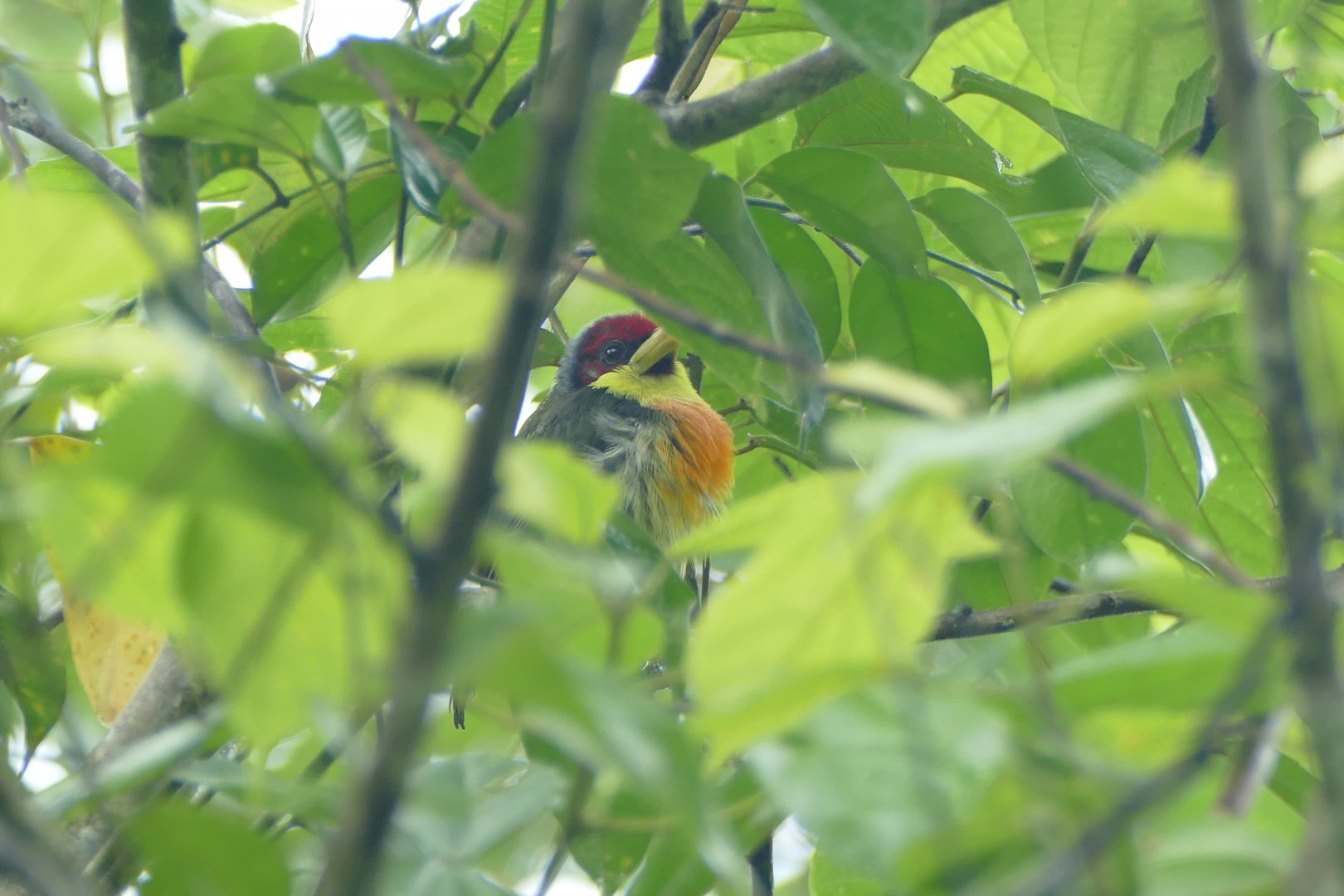 Lemon-throated Barbet