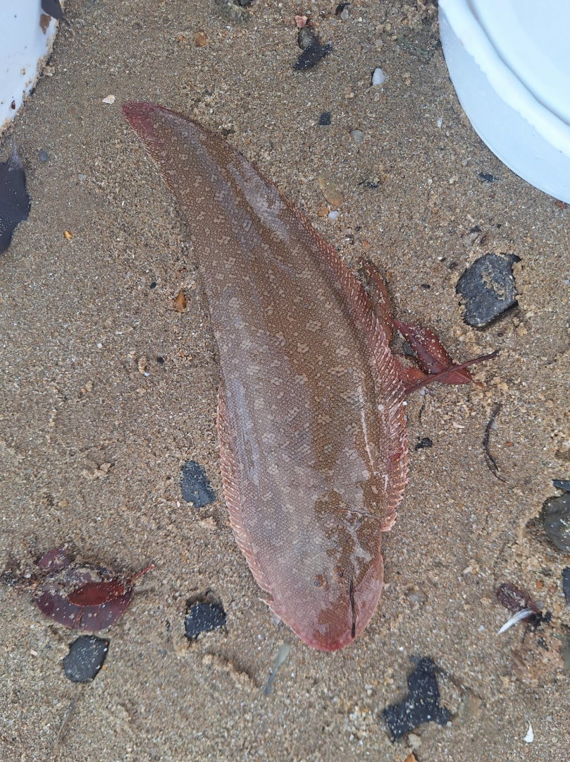 Lemon Tongue Sole (Paraplagusia bilineata)