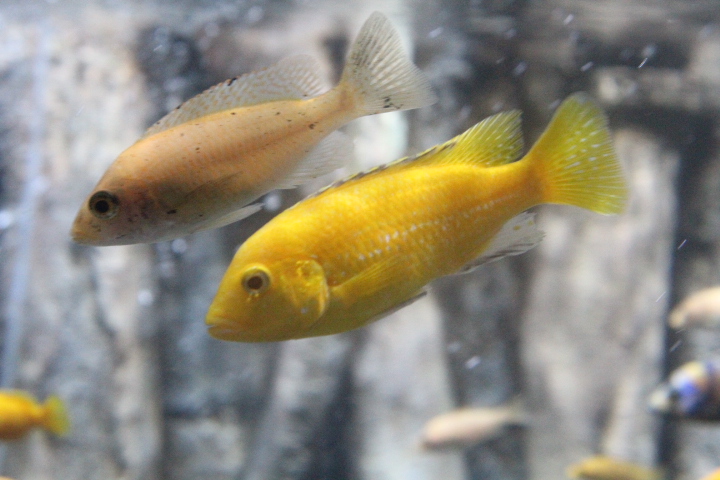 Lemon yellow lab (Labidochromis caeruleus) - BXSea