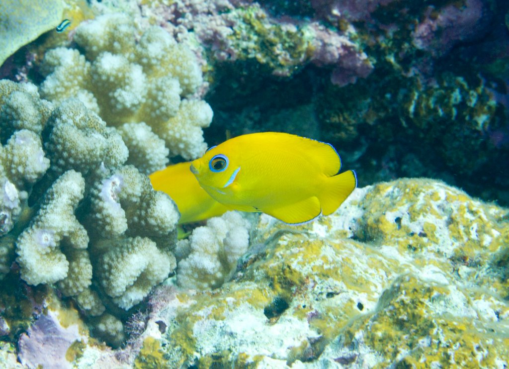 Lemonpeel Angelfish (Centropyge flavissima)