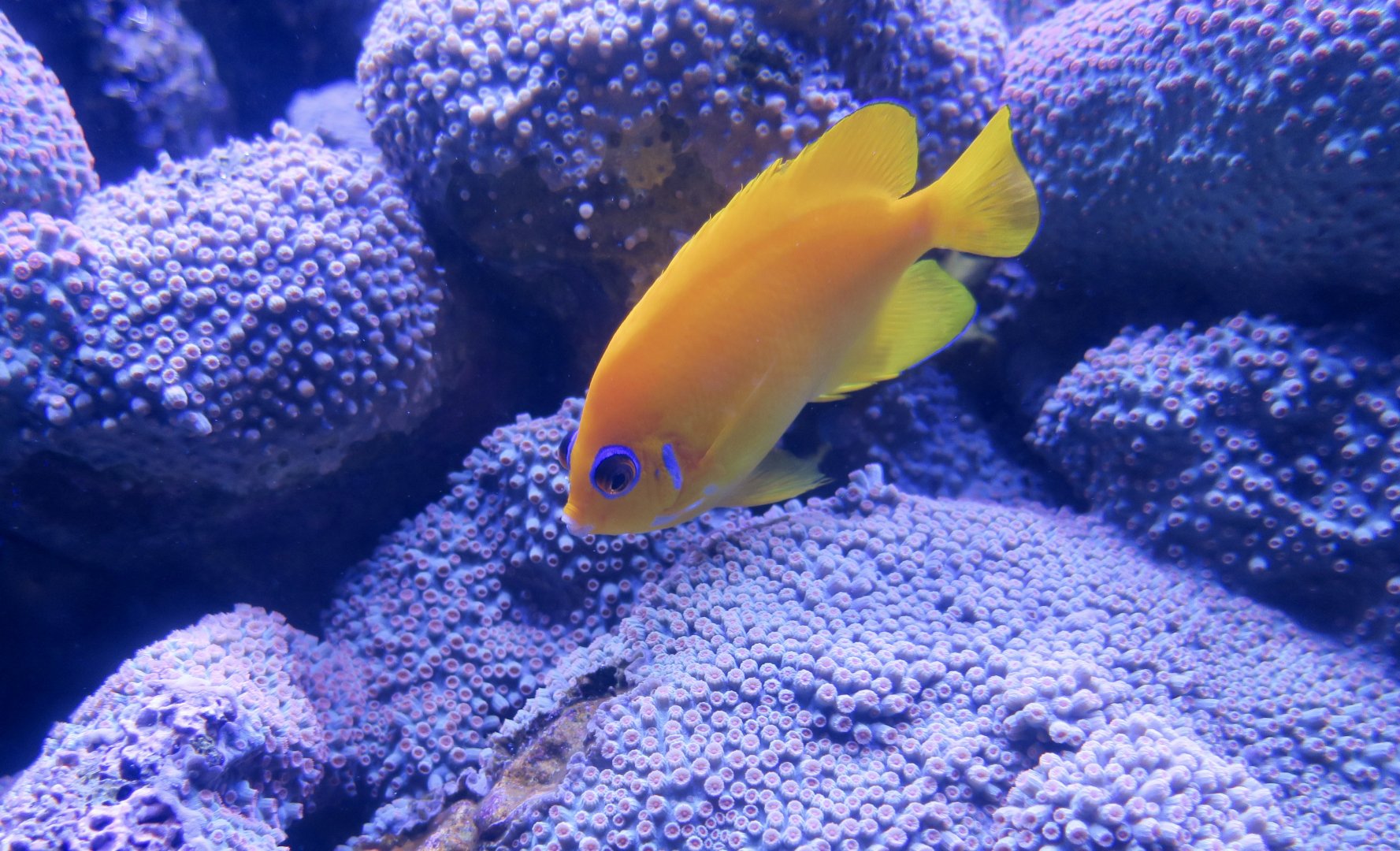 Lemonpeel Angelfish (Centropyge flavissima)