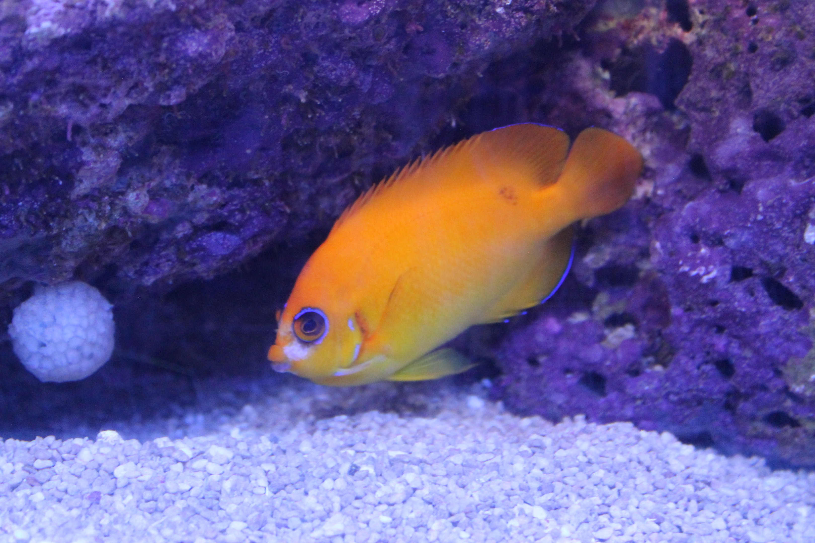 Lemonpeel Angelfish (Centropyge flavissima)