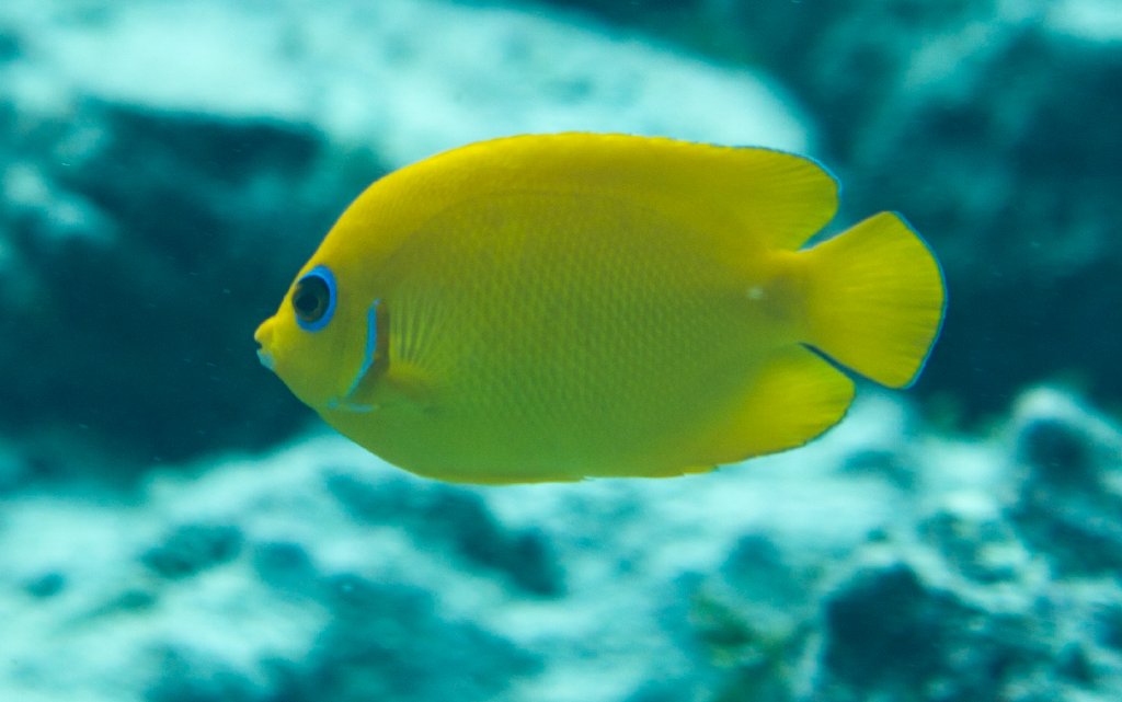 Lemonpeel Angelfish (Centropyge flavissimus)