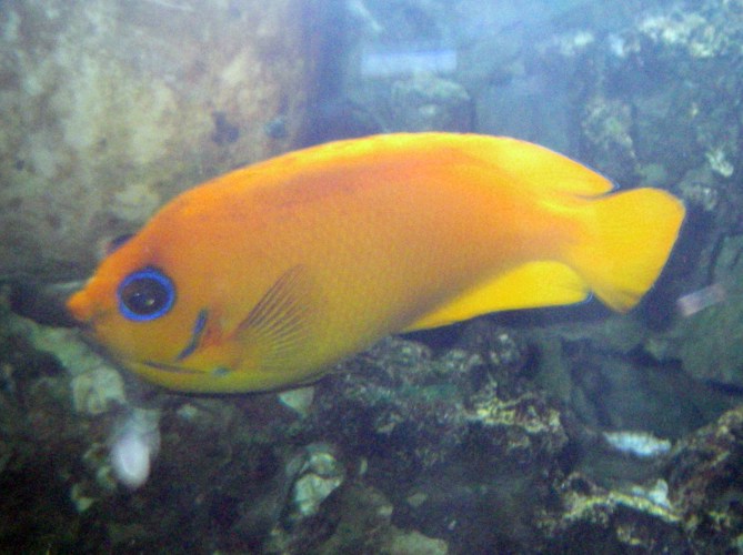 Lemonpeel Angelfish (Centropyge flavissimus)