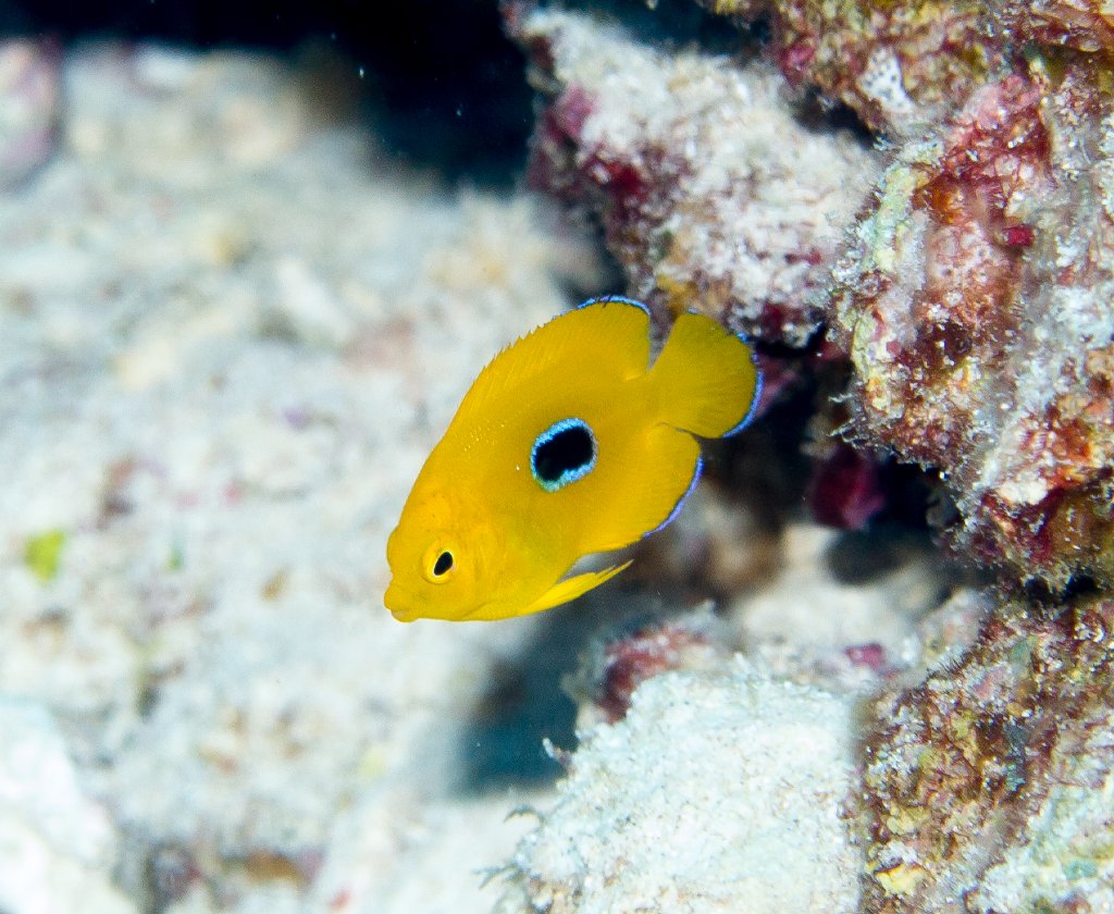 Lemonpeel Angelfish juvenile