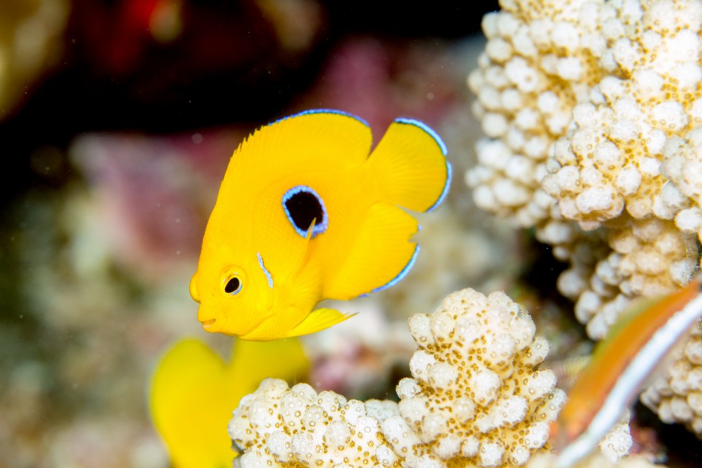 Lemonpeel Angelfish juvenile