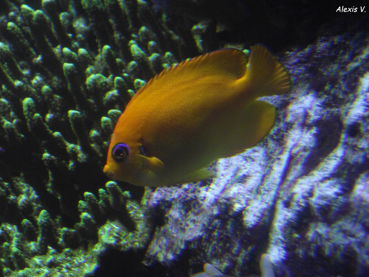 Lemonpeel Angelfish - Zooparc de Beauval - 12/04/2025