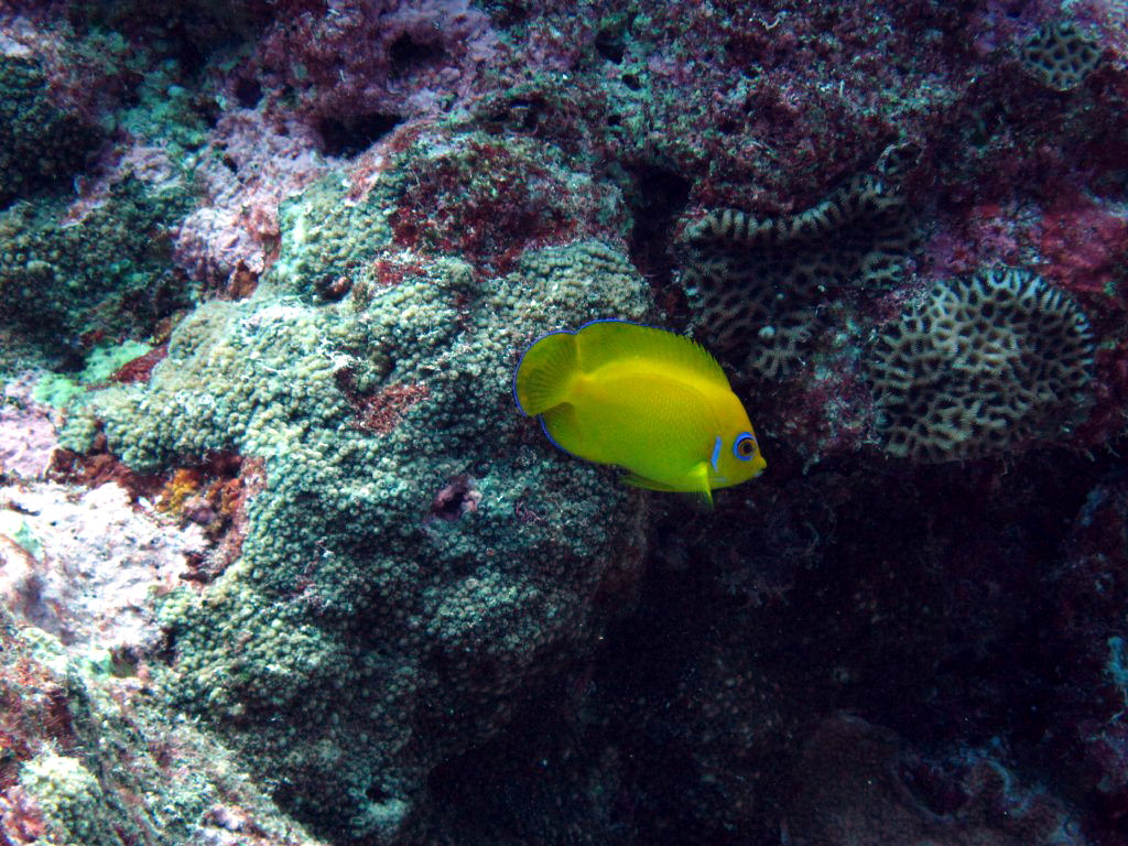 Lemonpeel Angelfish
