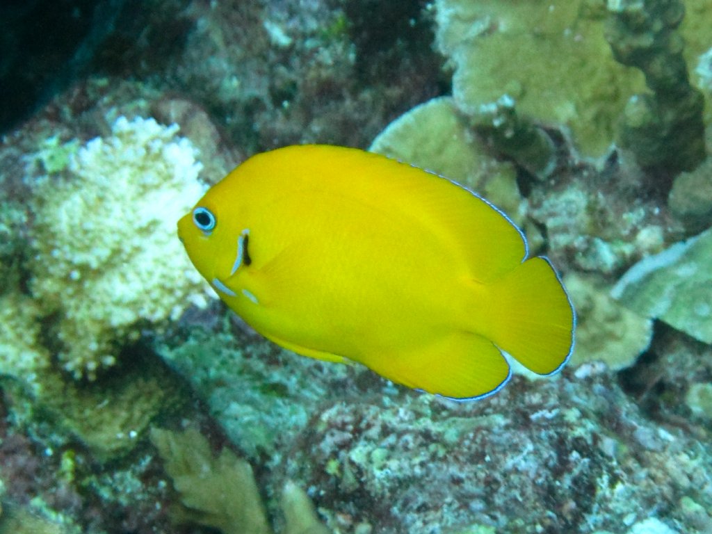 Lemonpeel Angelfish