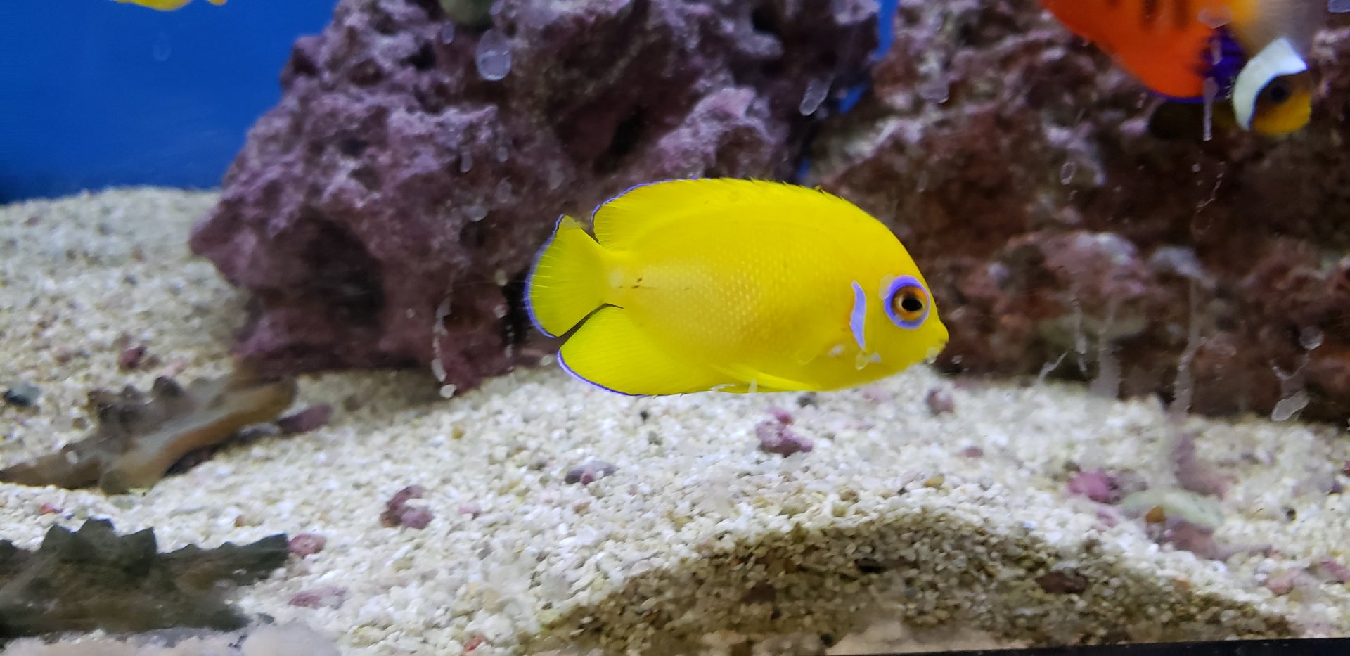 Lemonpeel Angelfish