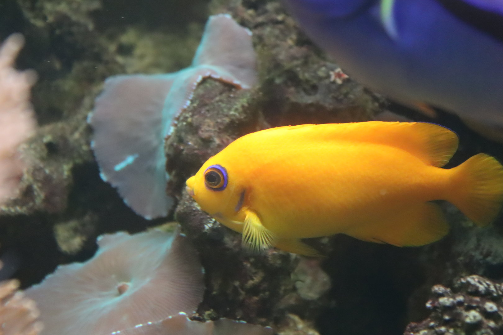 Lemonpeel Angelfish