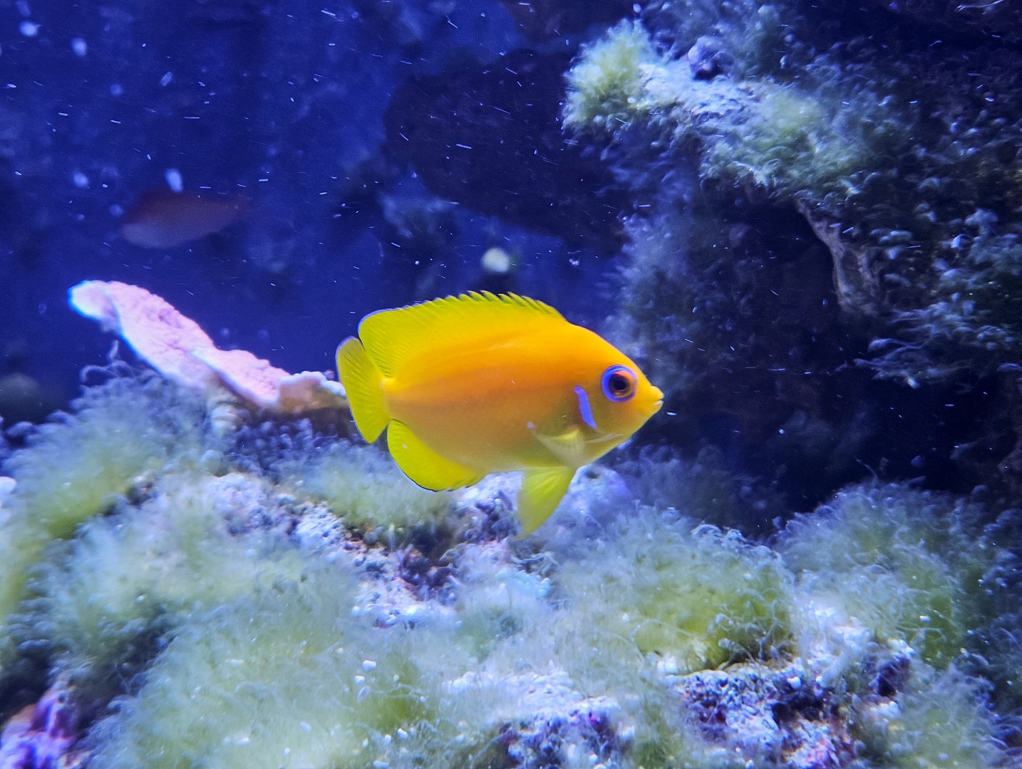 Lemonpeel Angelfish